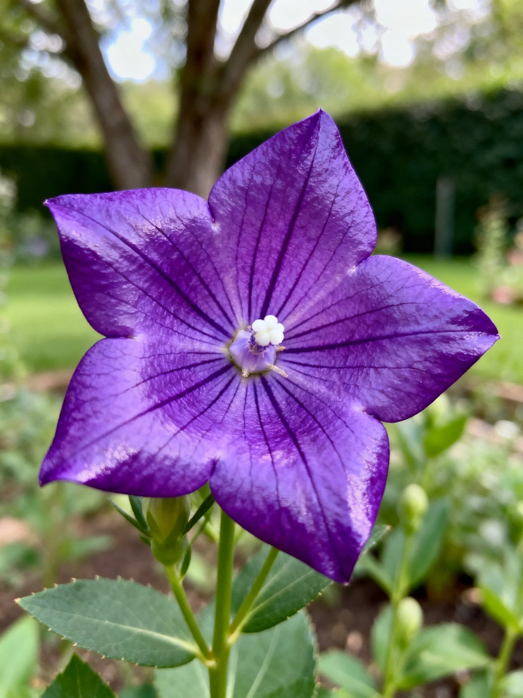 A deep purple star - shaped flower in a garden