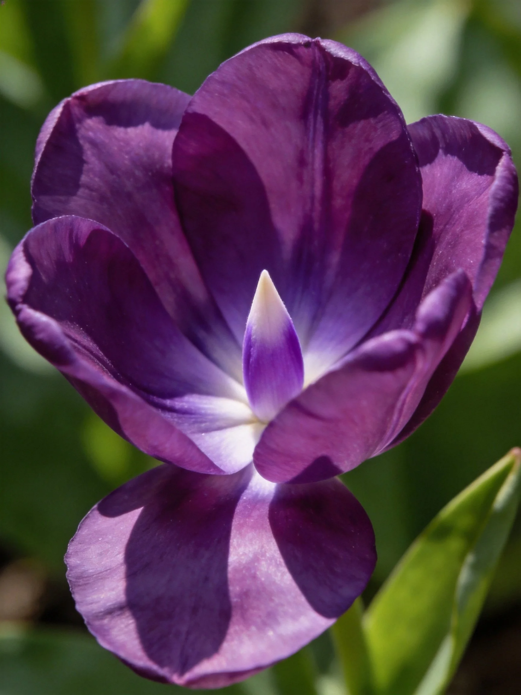 A deep purple tulip with white center and green leaves