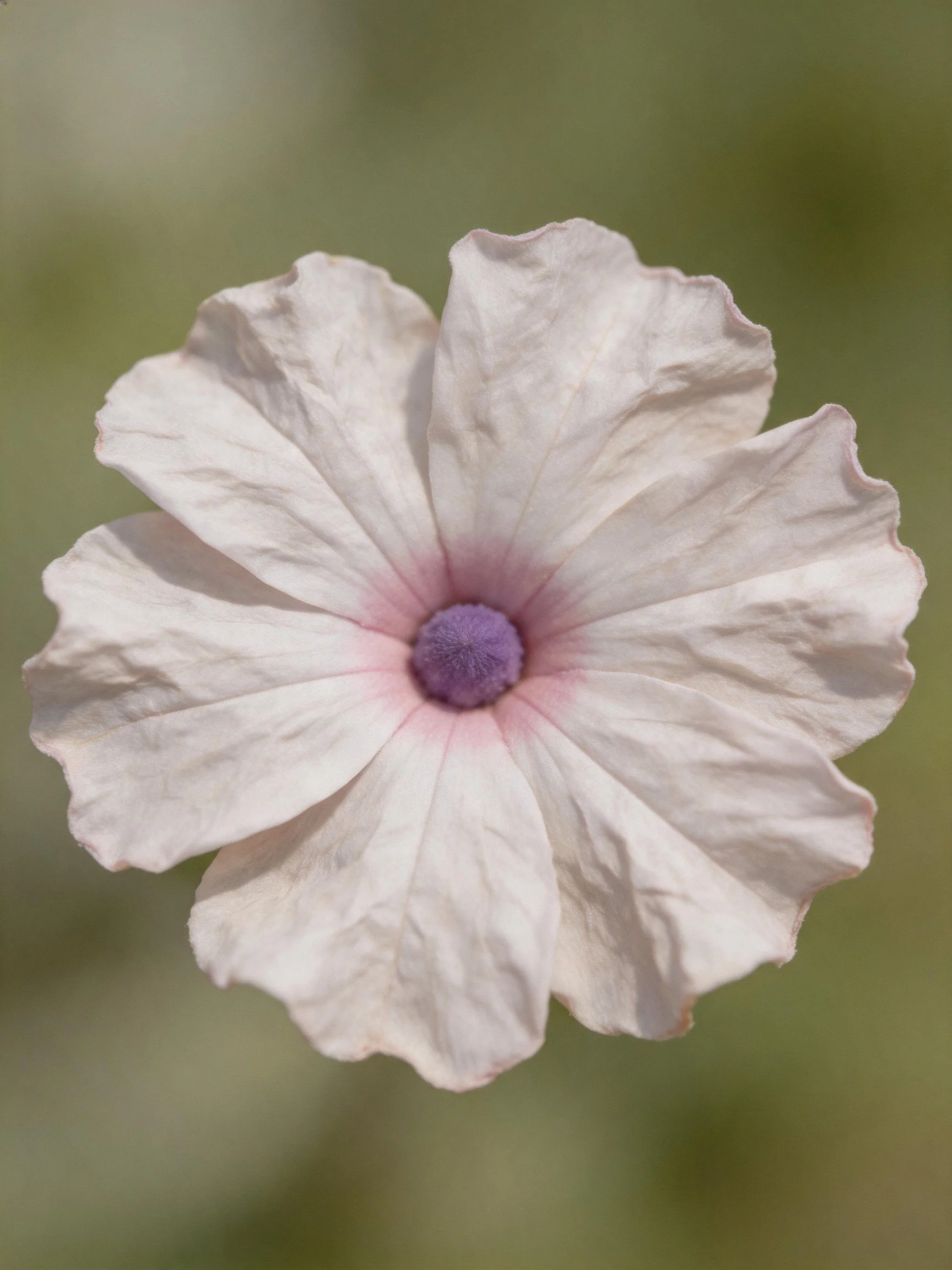 A delicate pale pink petunia with a purple central core