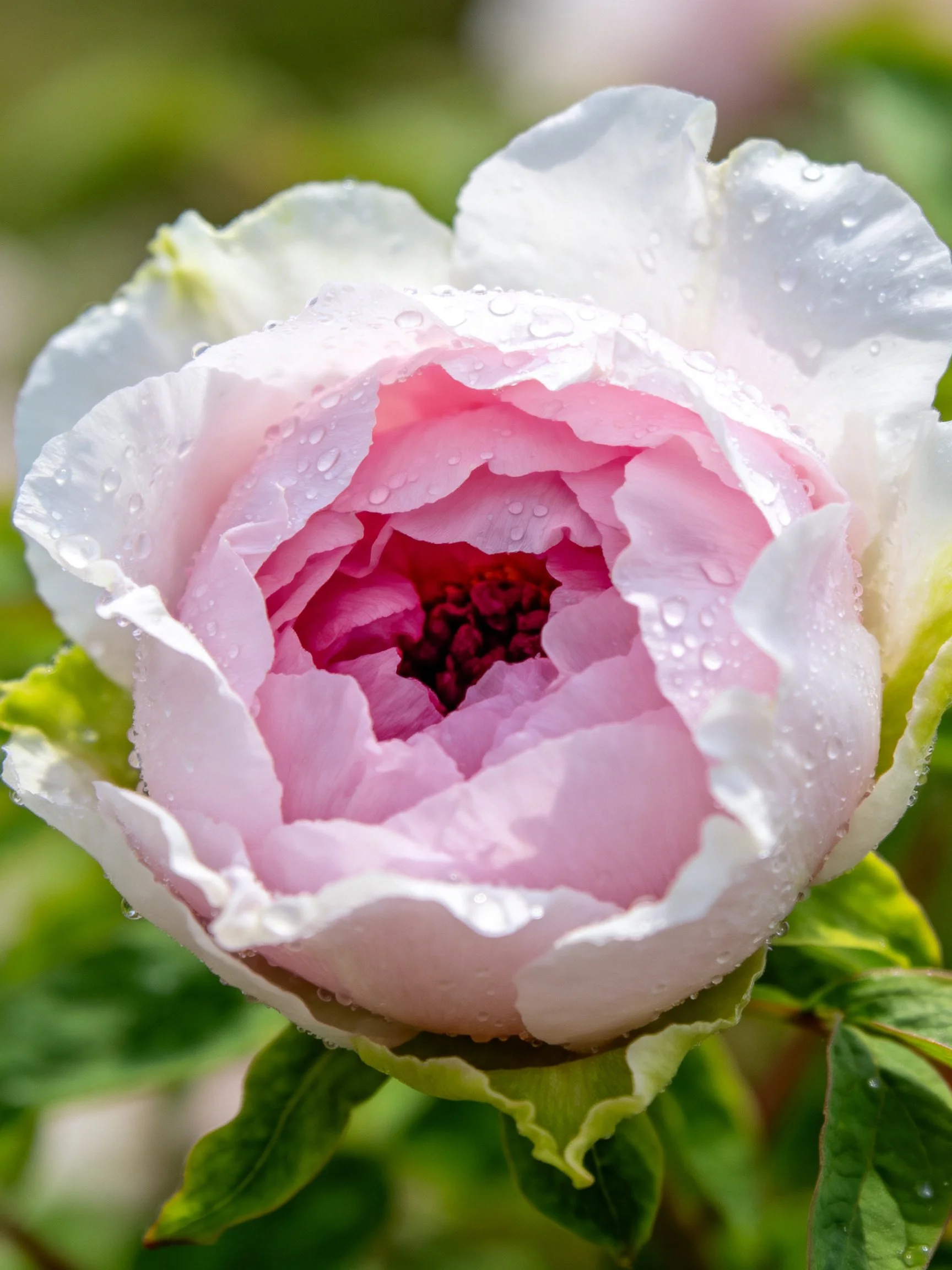 A delicate pink and white peony bud with glistening droplets