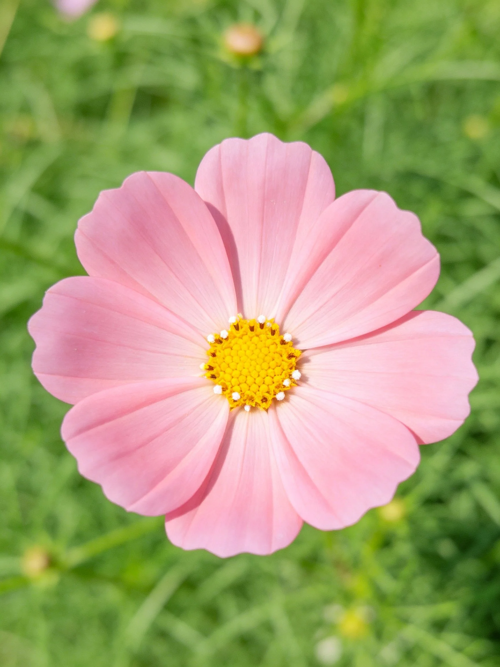 A delicate pink cosmos flower with a bright yellow center