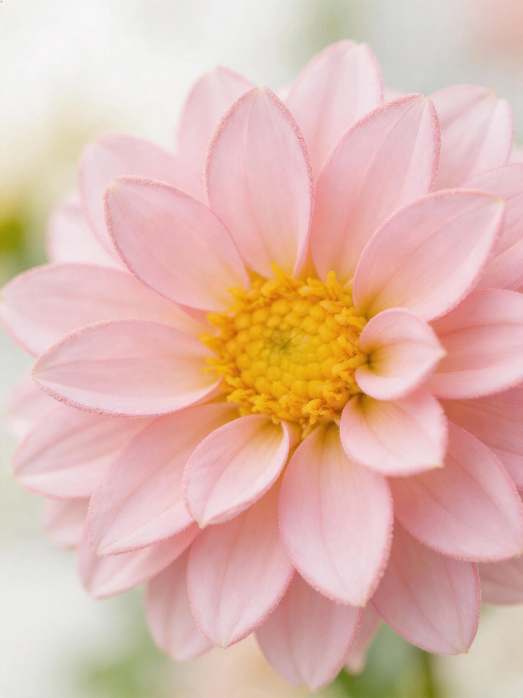A delicate pink dahlia features soft petals and a bright yellow center