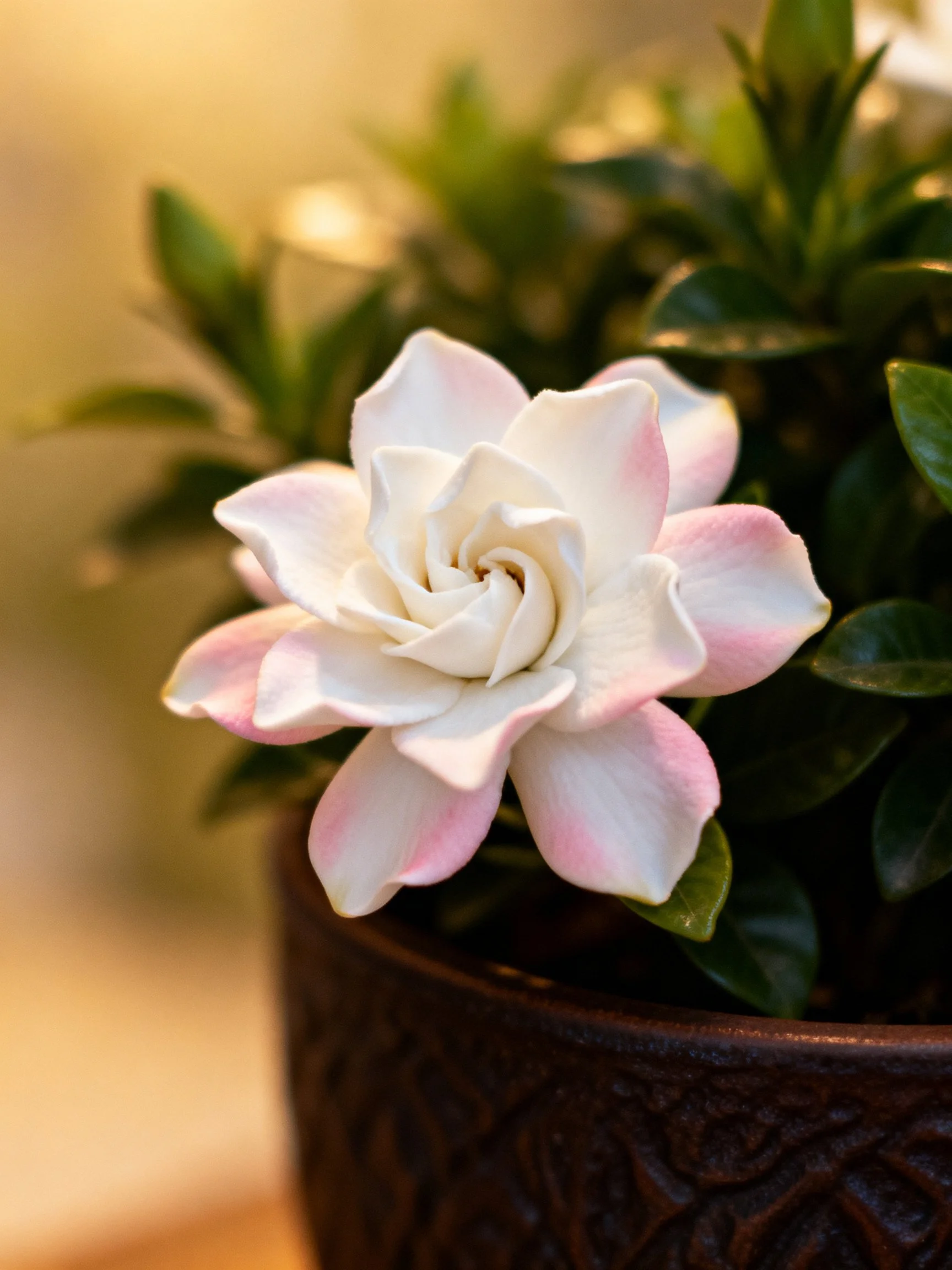 A delicate pink-edged white flower blooms in a dark pot.
