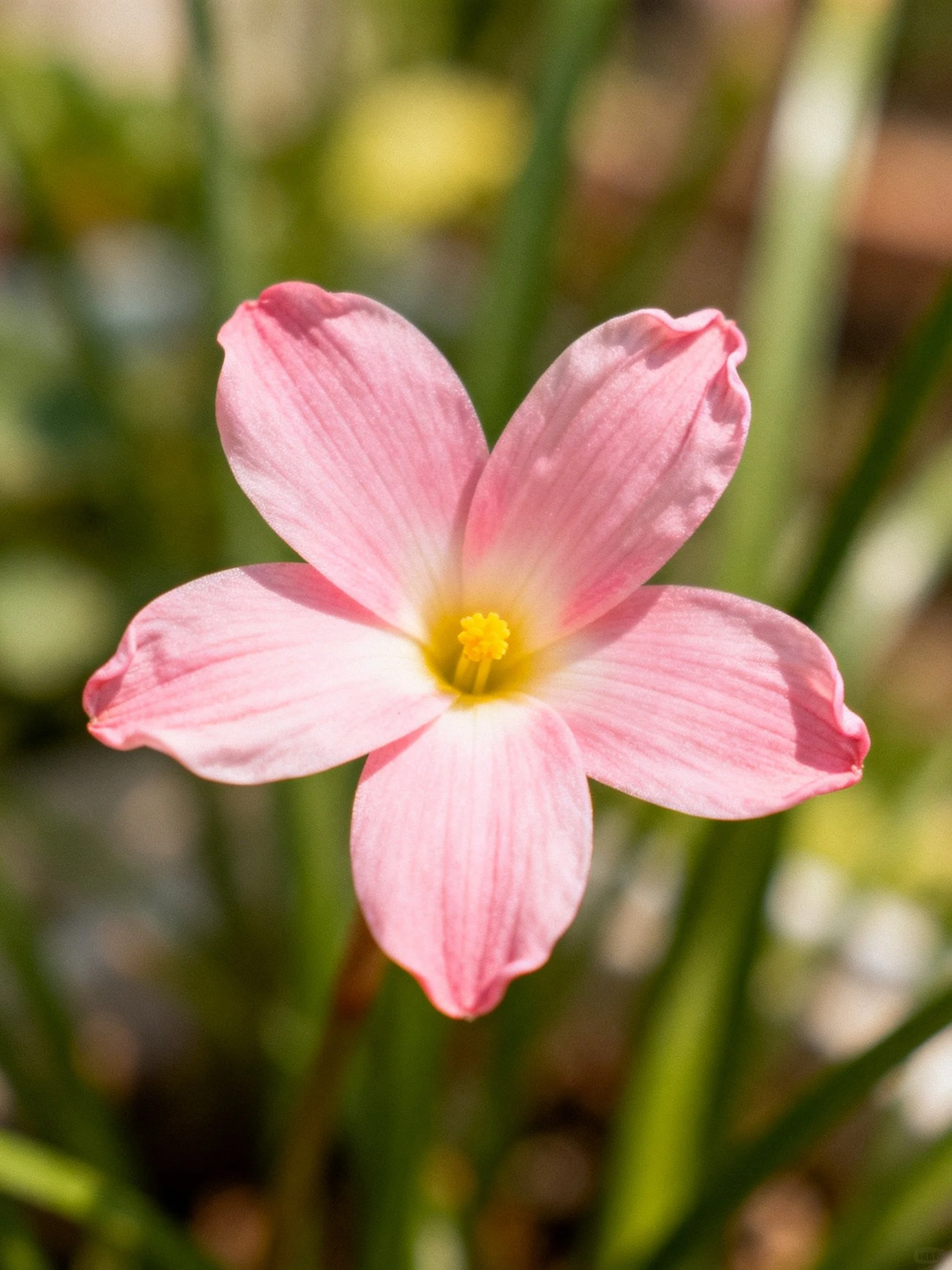A delicate pink five - petaled flower with yellow center