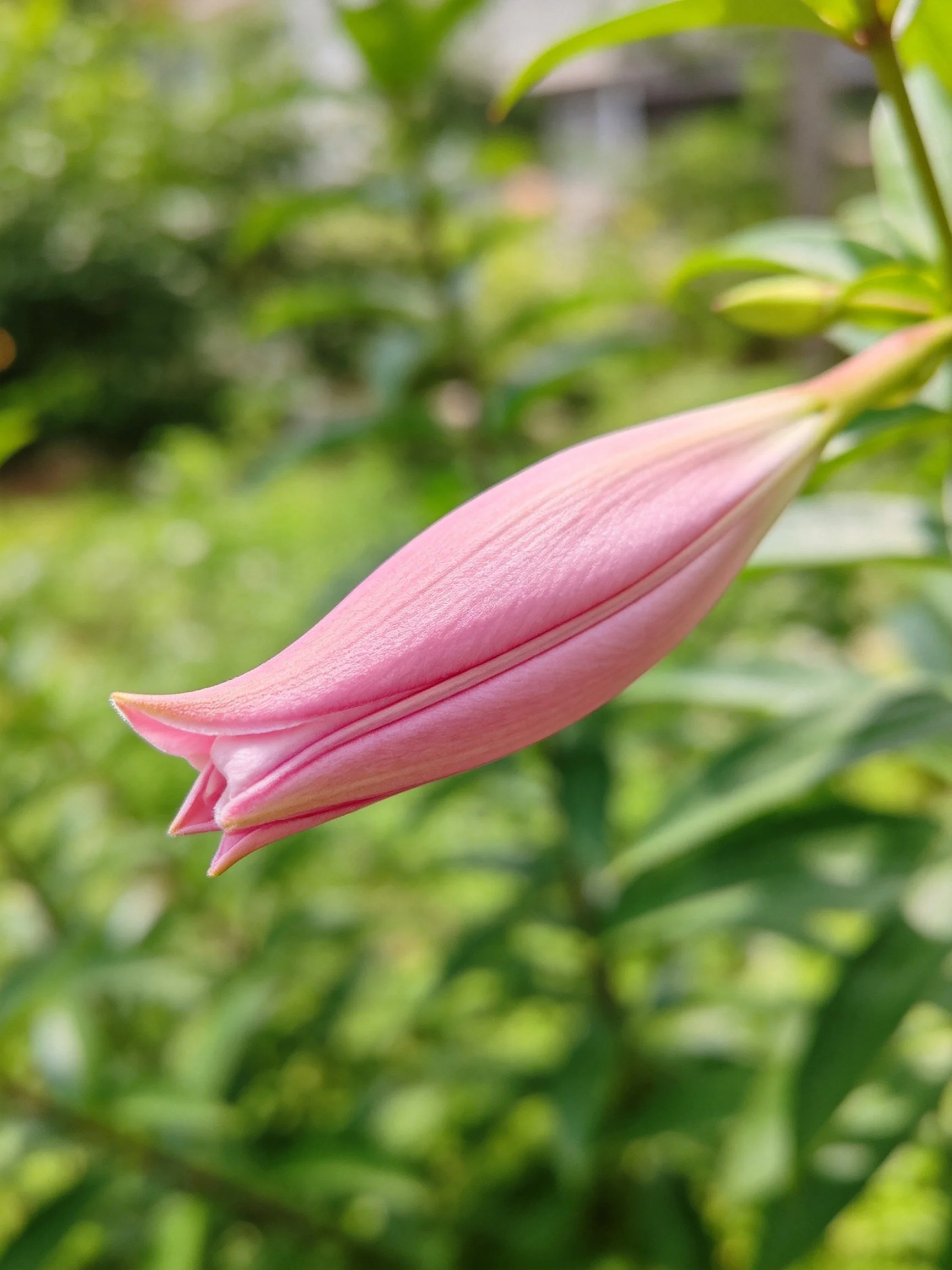 A delicate pink flower bud amid lush green foliage