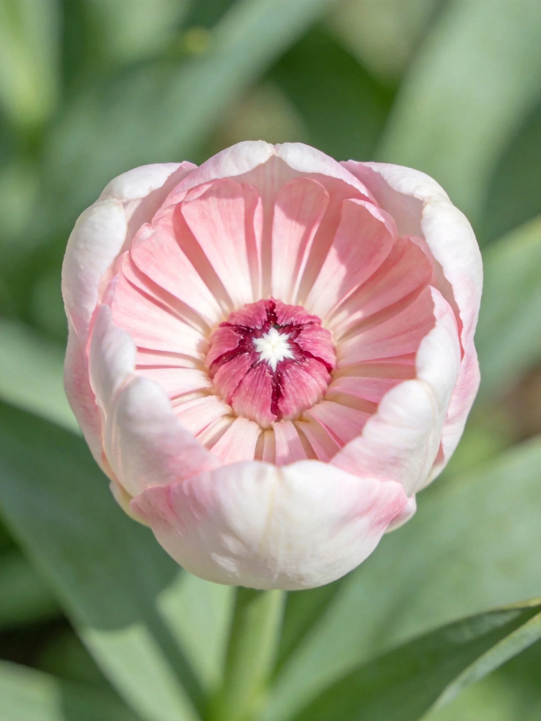 A delicate pink flower bud with layered petals and a central star-like core