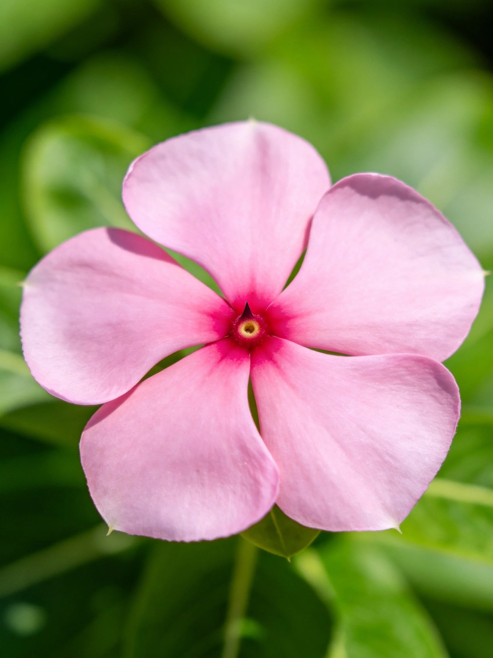 A delicate pink flower with five petals and red center