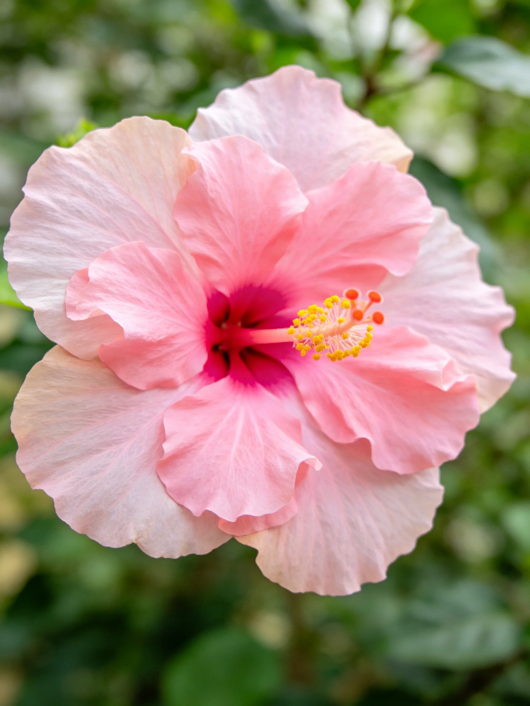 A delicate pink hibiscus with layered petals and vibrant center