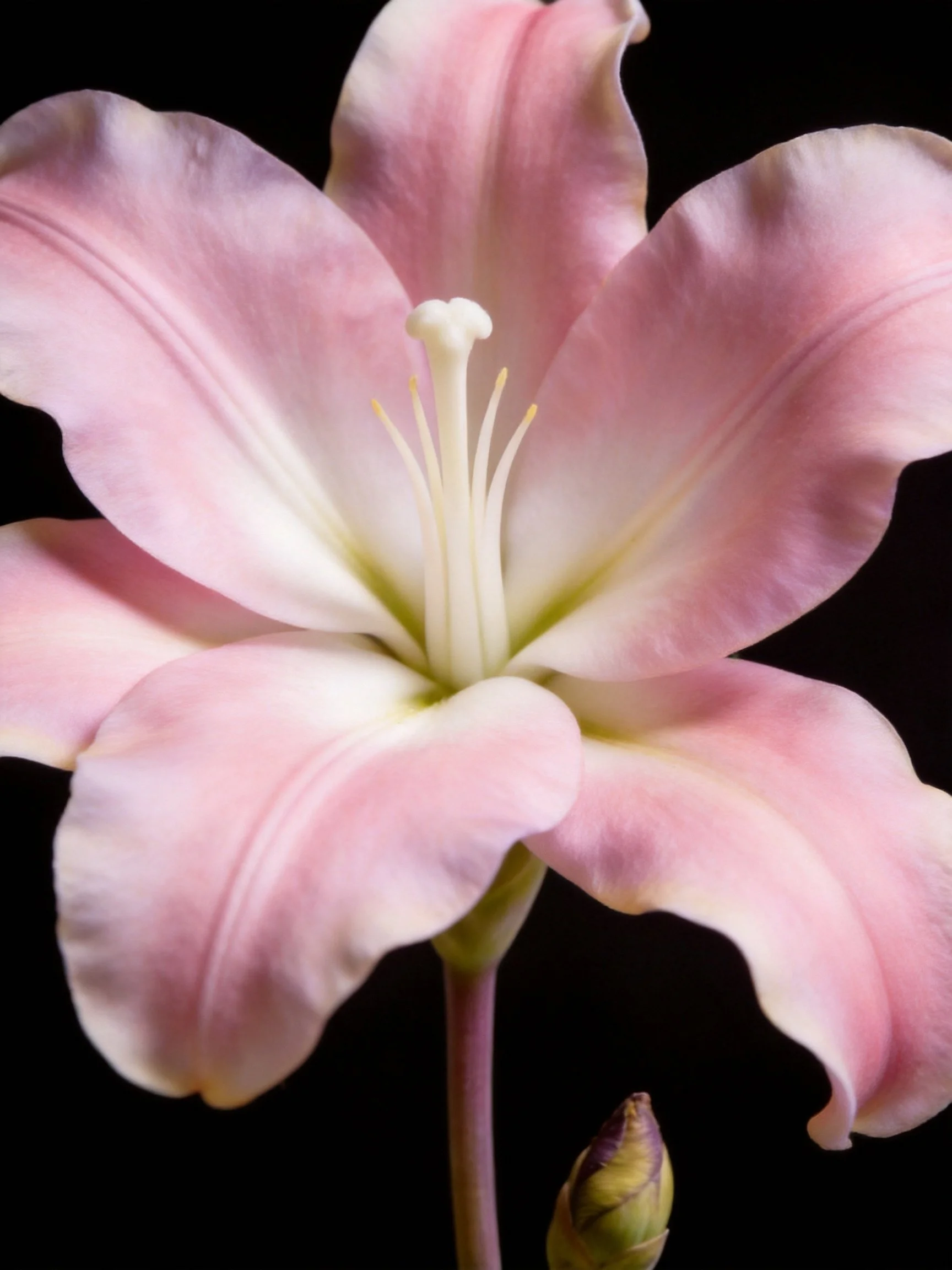 A delicate pink lily in full bloom with a closed bud