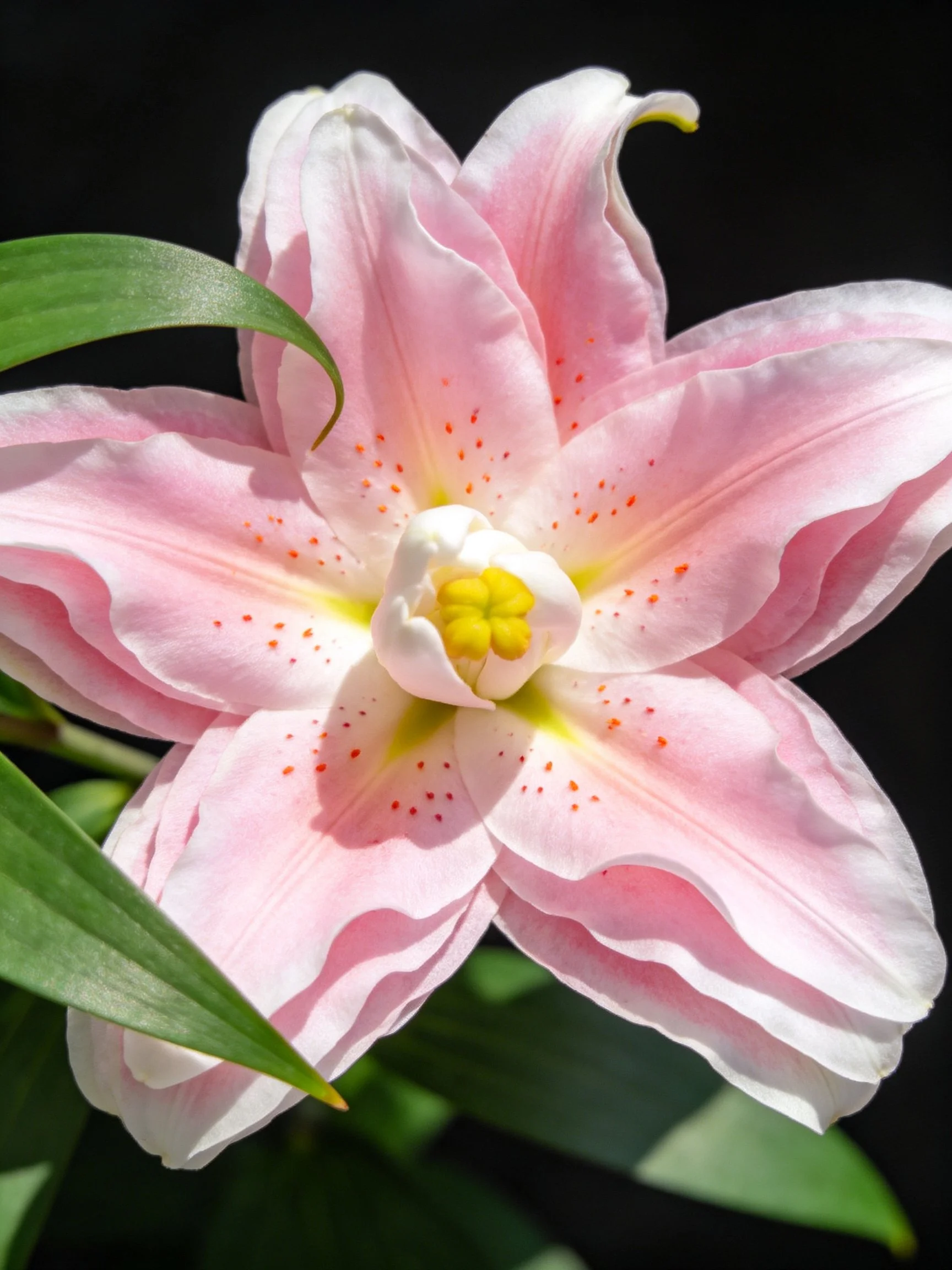 A delicate pink lily with white accents and orange speckles