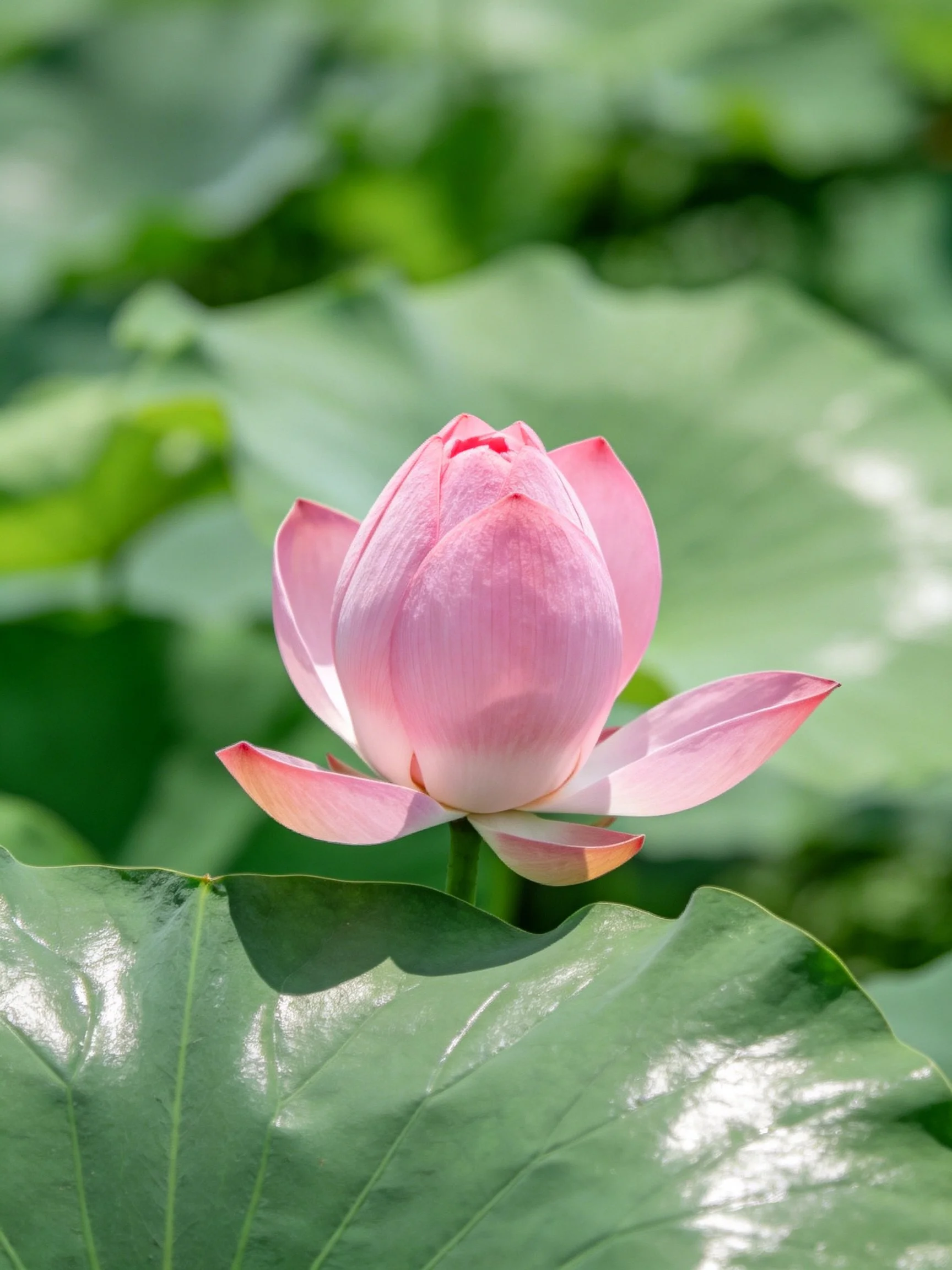 A delicate pink lotus bud amidst large green lily pads