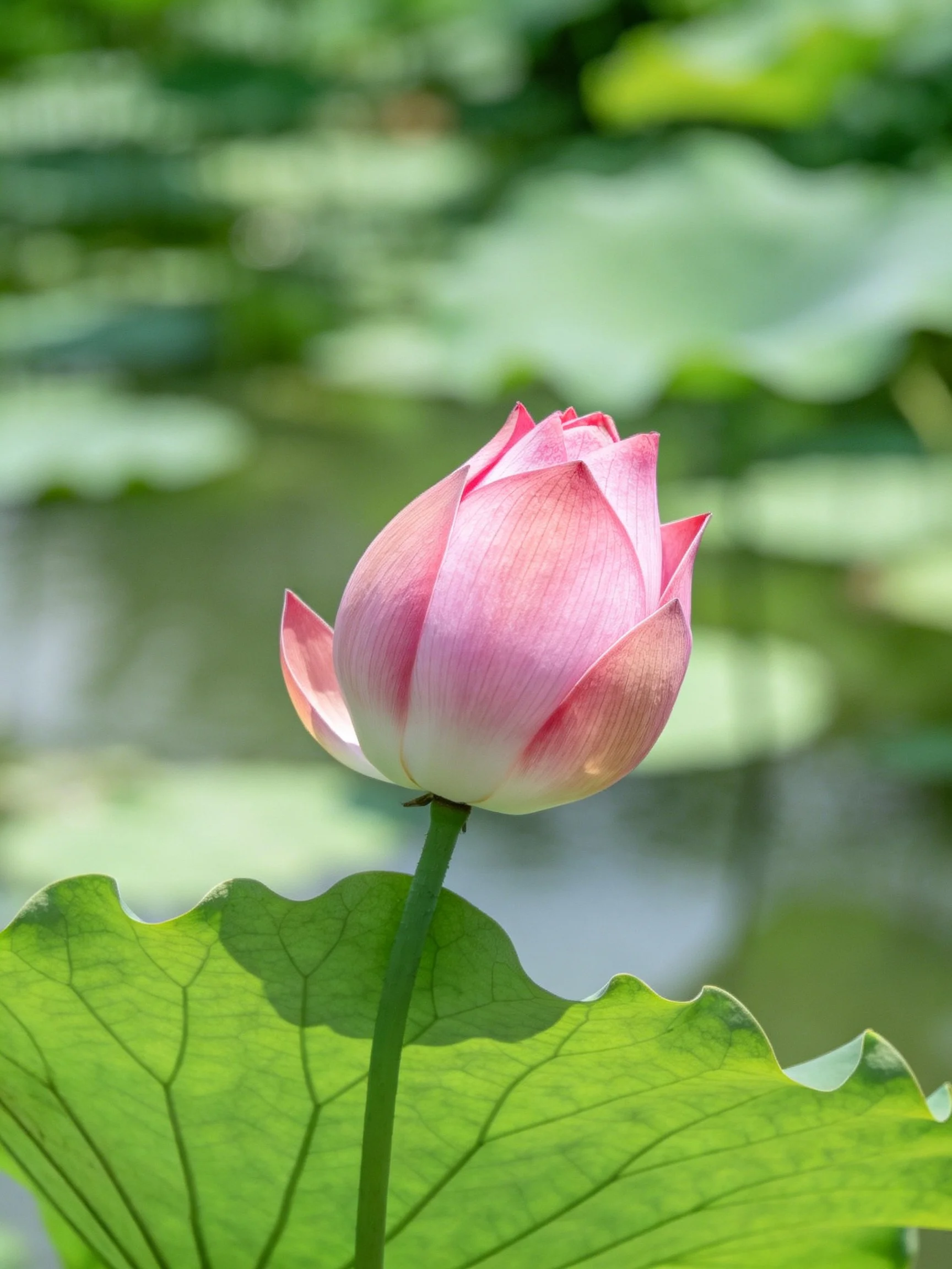 A delicate pink lotus bud near broad green leaves