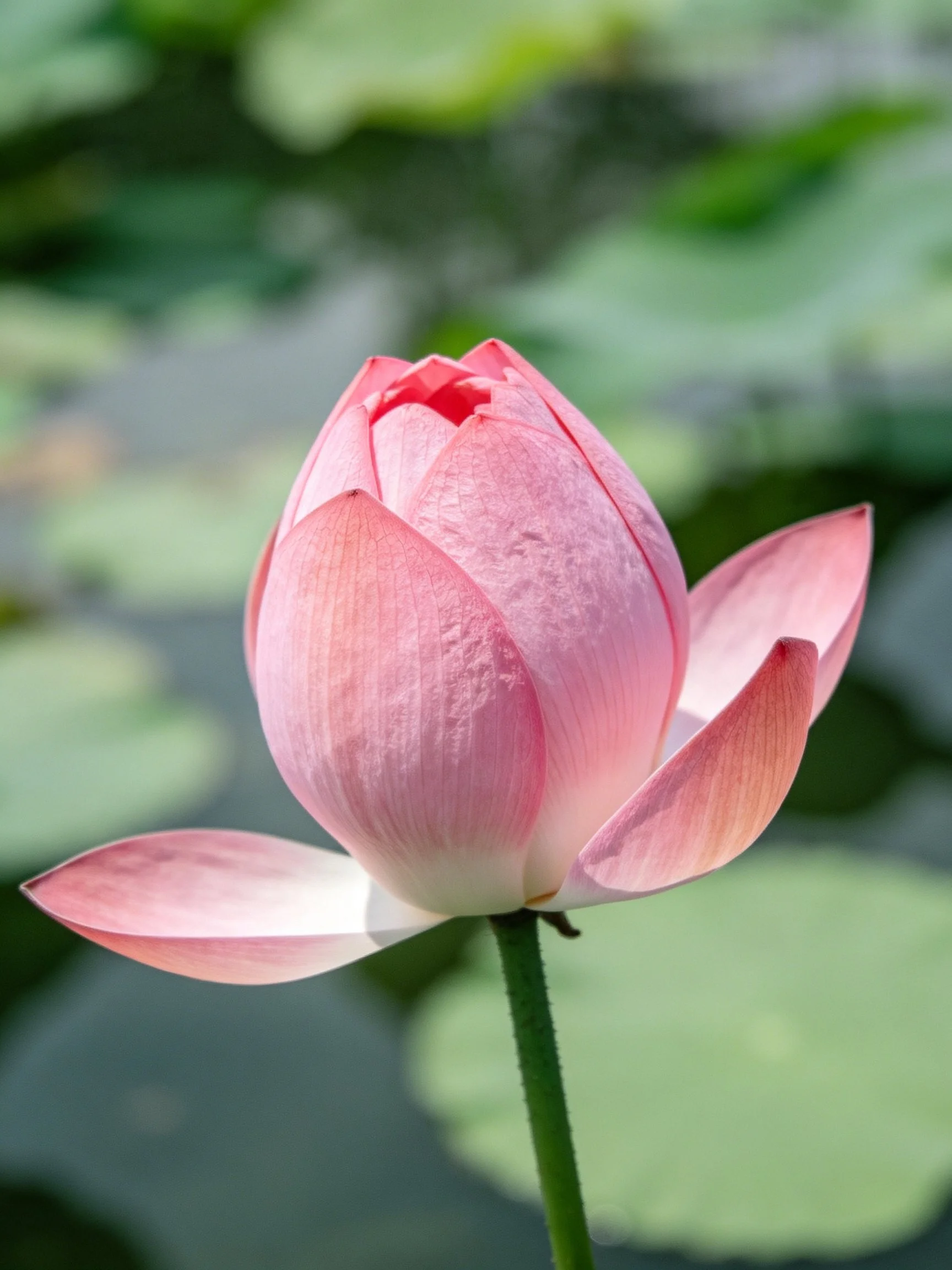 A delicate pink lotus bud with blurred green lily pads