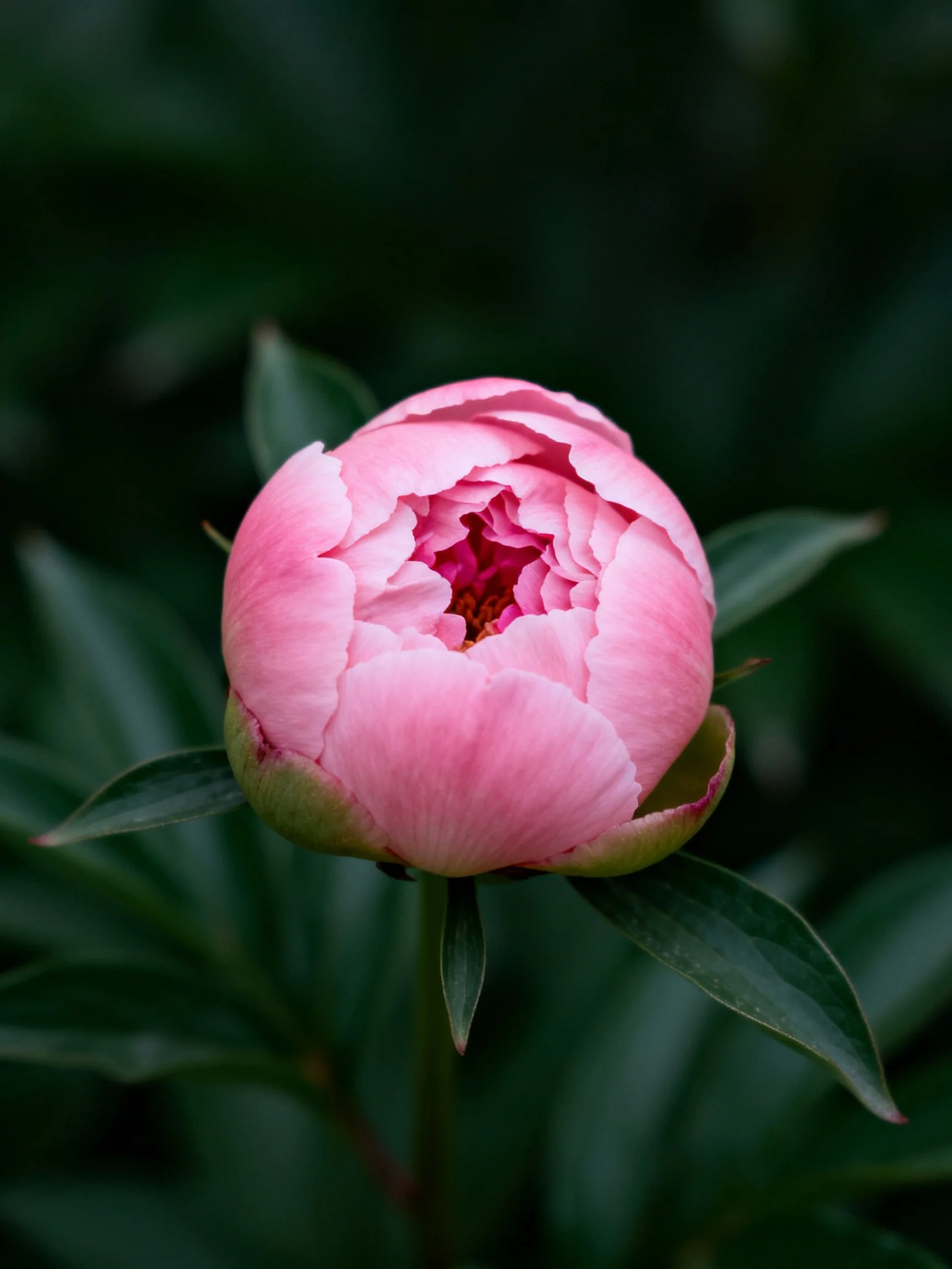 A delicate pink peony bud with lush green foliage