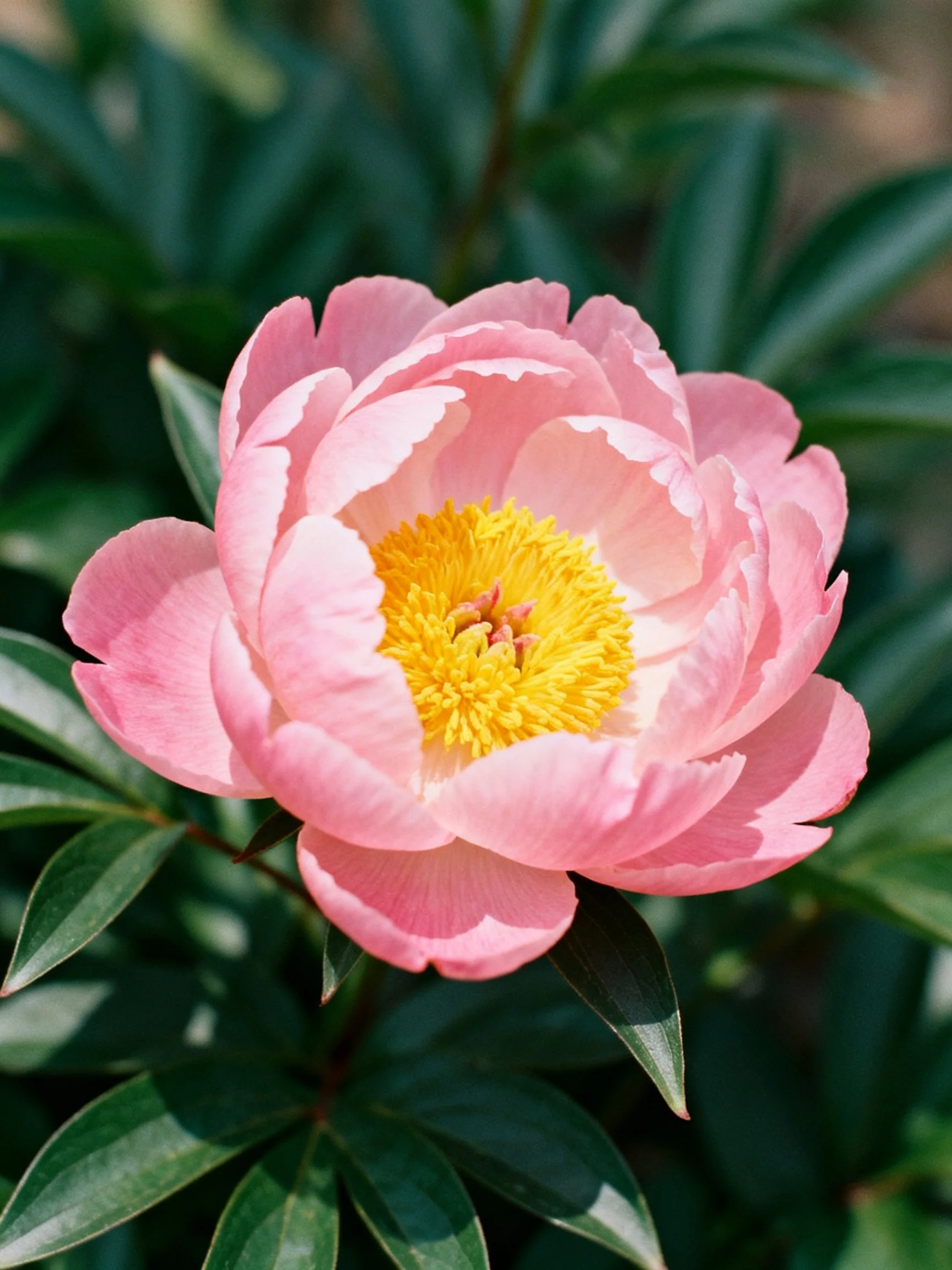 A delicate pink peony with vibrant yellow center