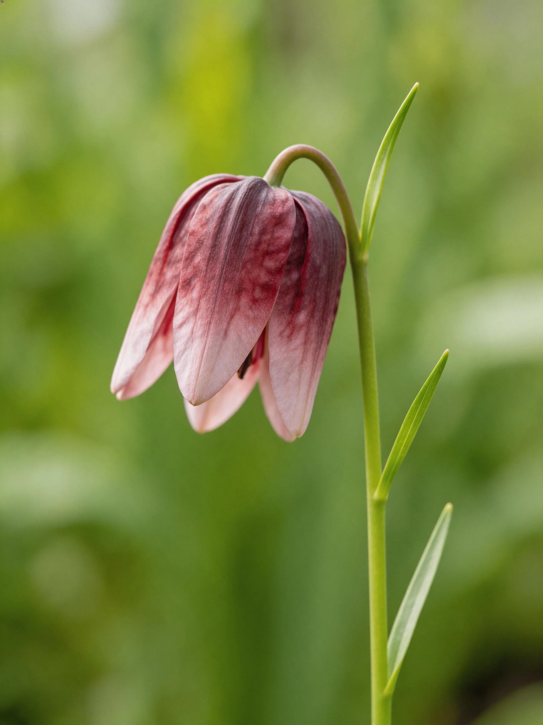 A delicate pink-purple bellflower with slender green stem