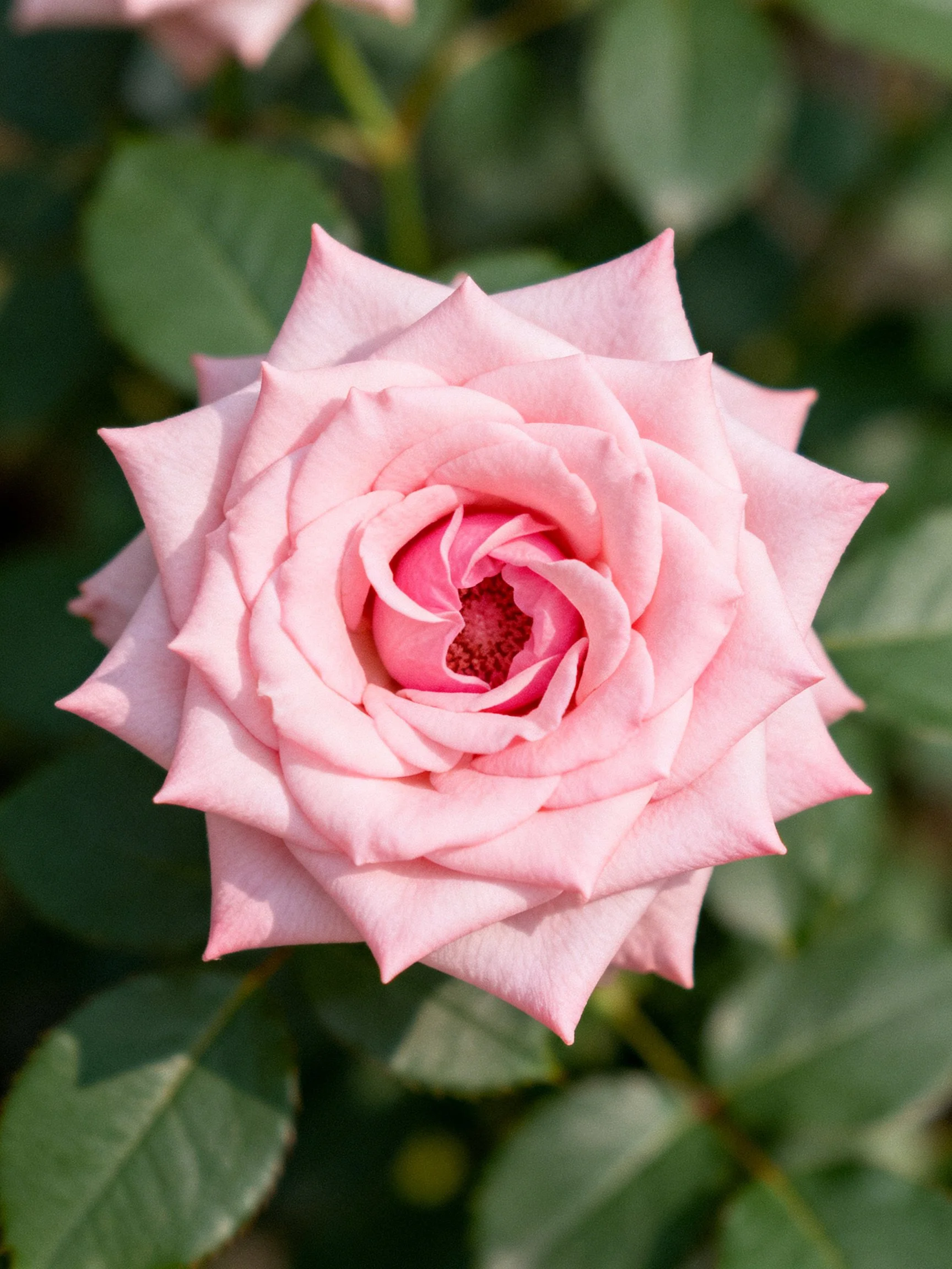 A delicate pink rose blooms amidst lush green foliage