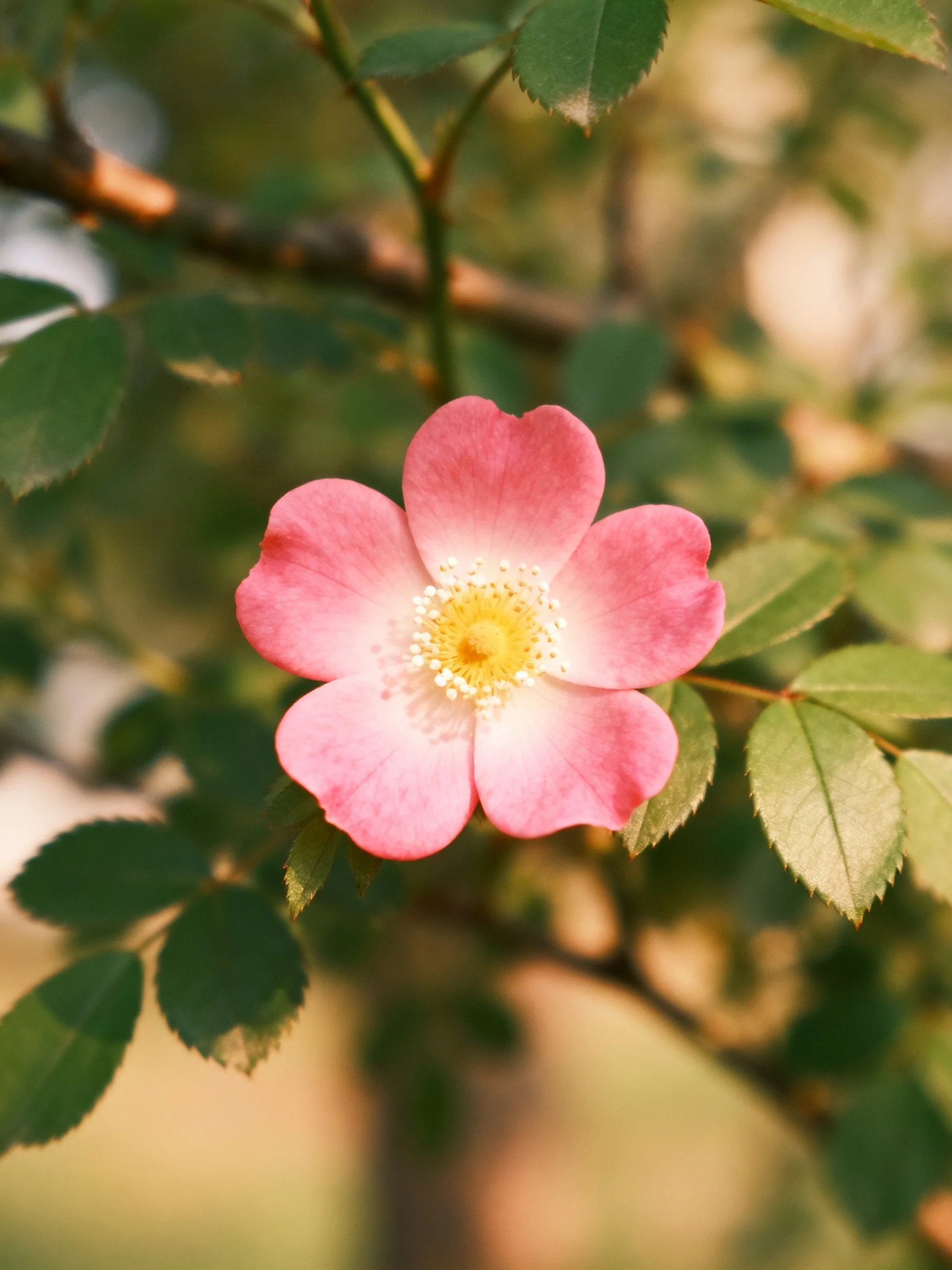 A delicate pink rose blossom with green foliage