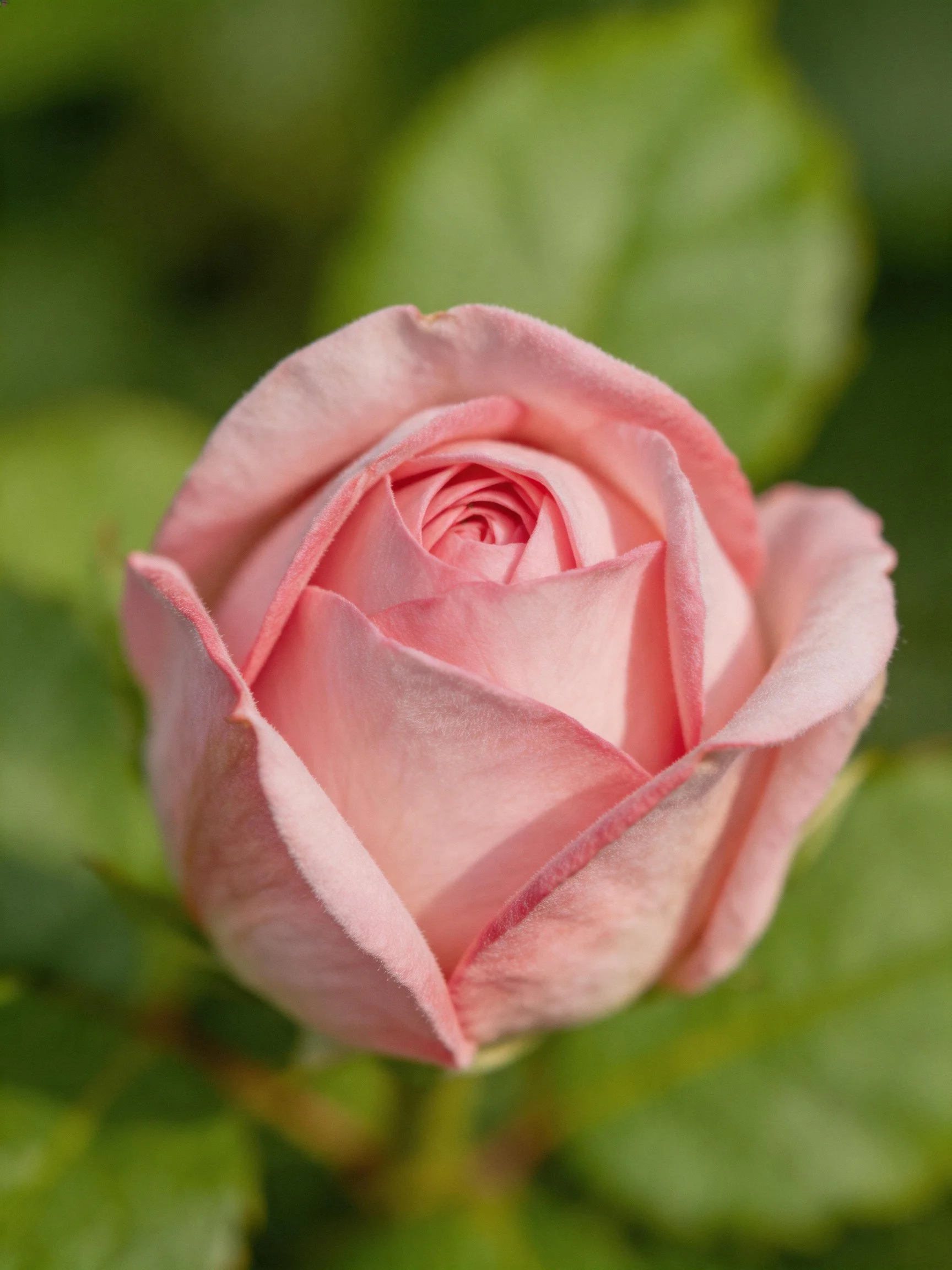 A delicate pink rose bud surrounded by soft green foliage