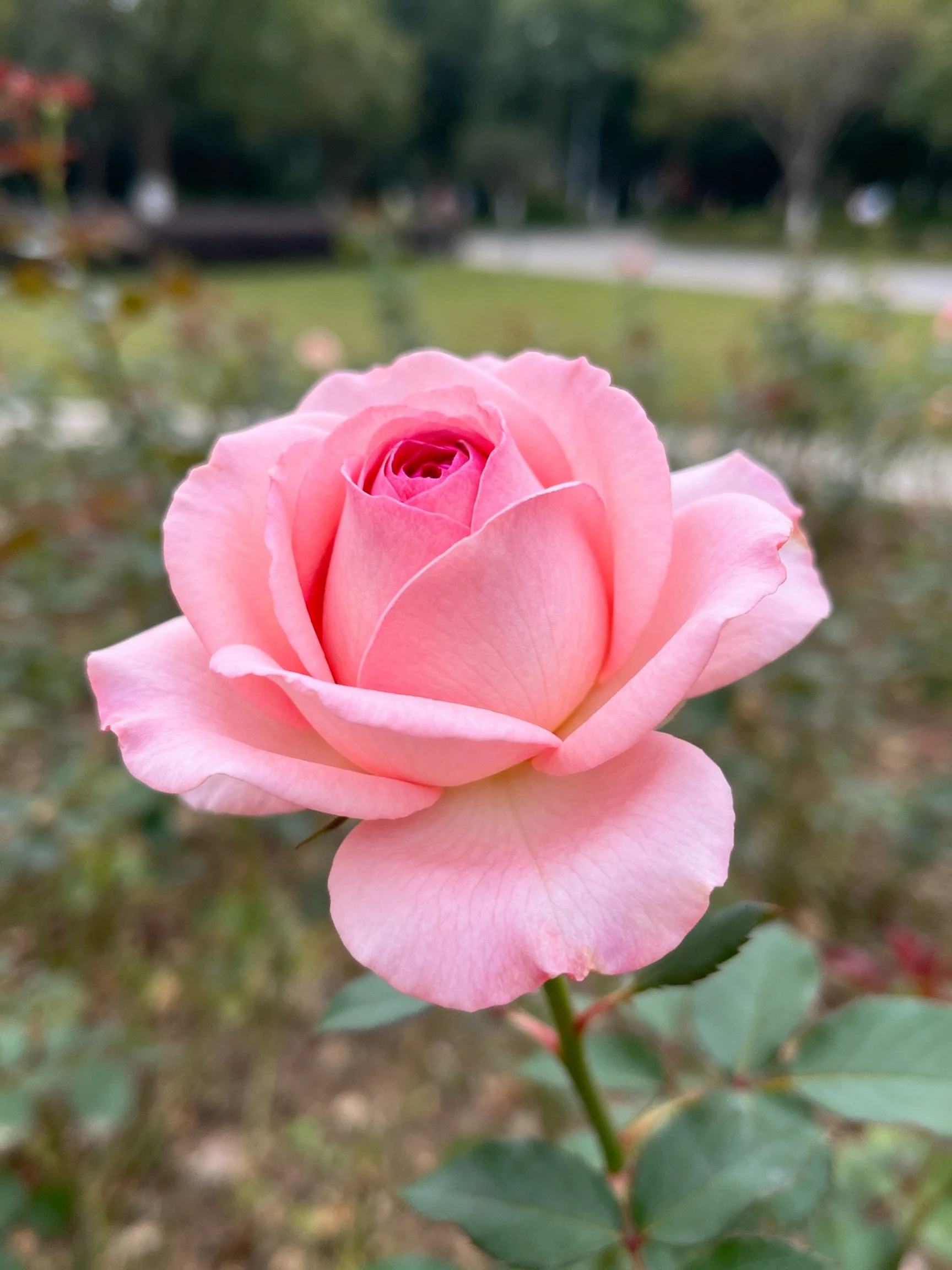 A delicate pink rose in full bloom against a blurred garden backdrop