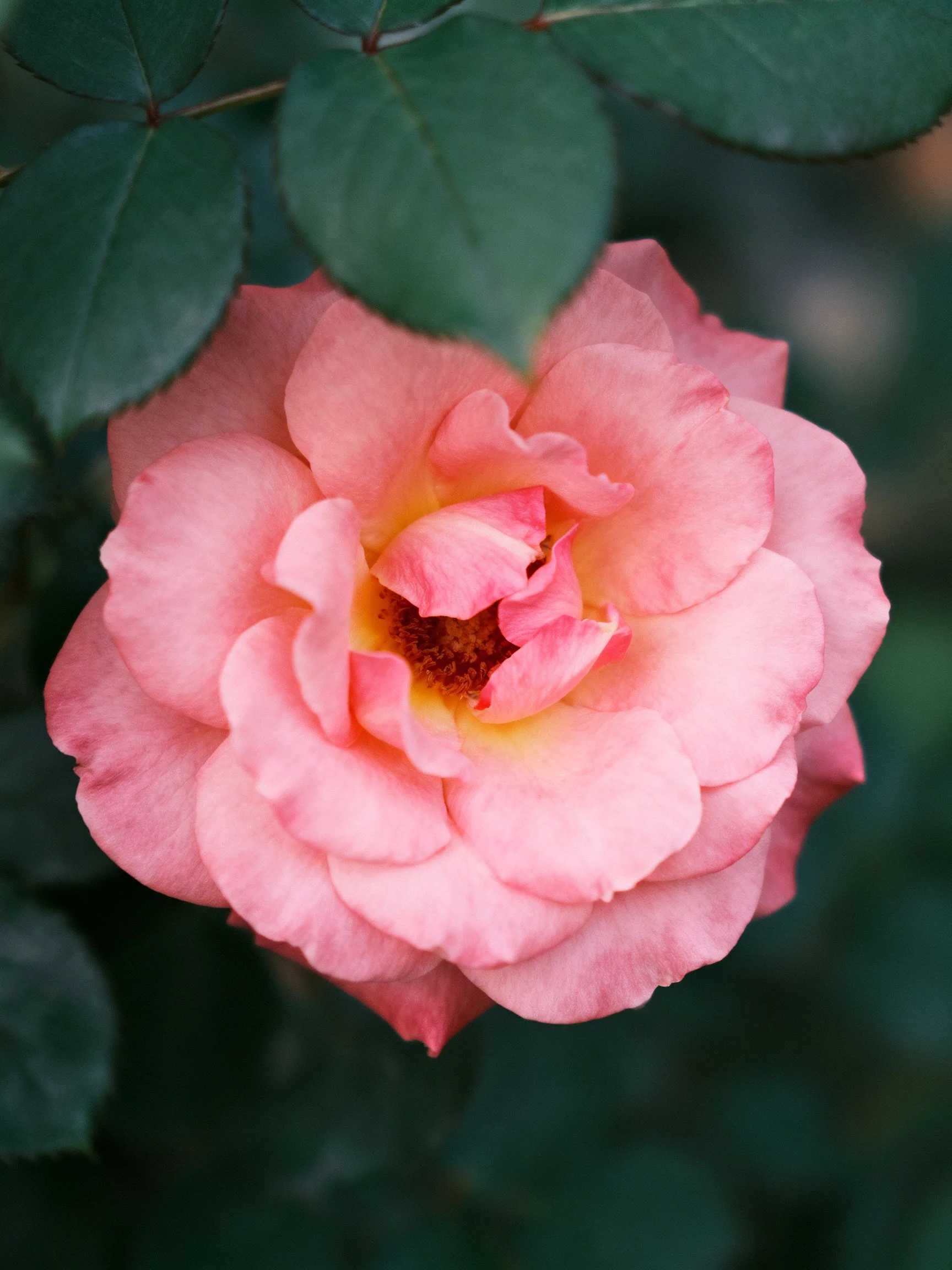 A delicate pink rose with layered petals and dark green foliage