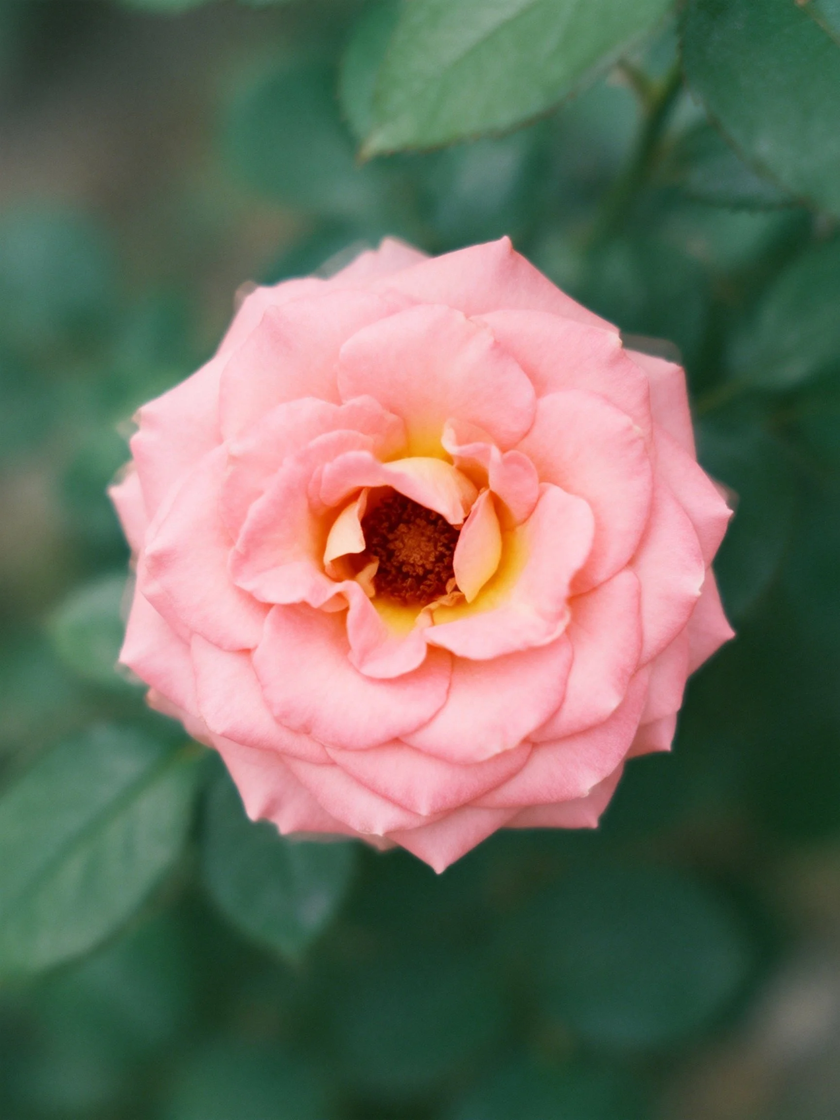 A delicate pink rose with layered petals and green foliage