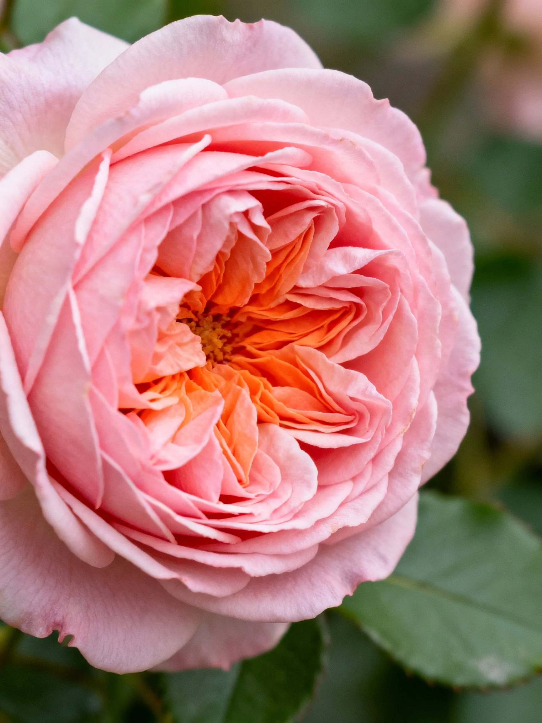 A delicate pink rose with vibrant orange inner petals