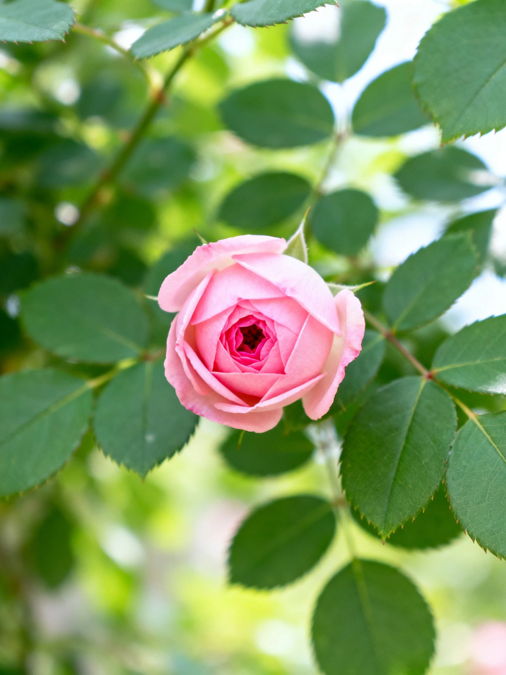 A delicate pink rosebud amidst lush green foliage