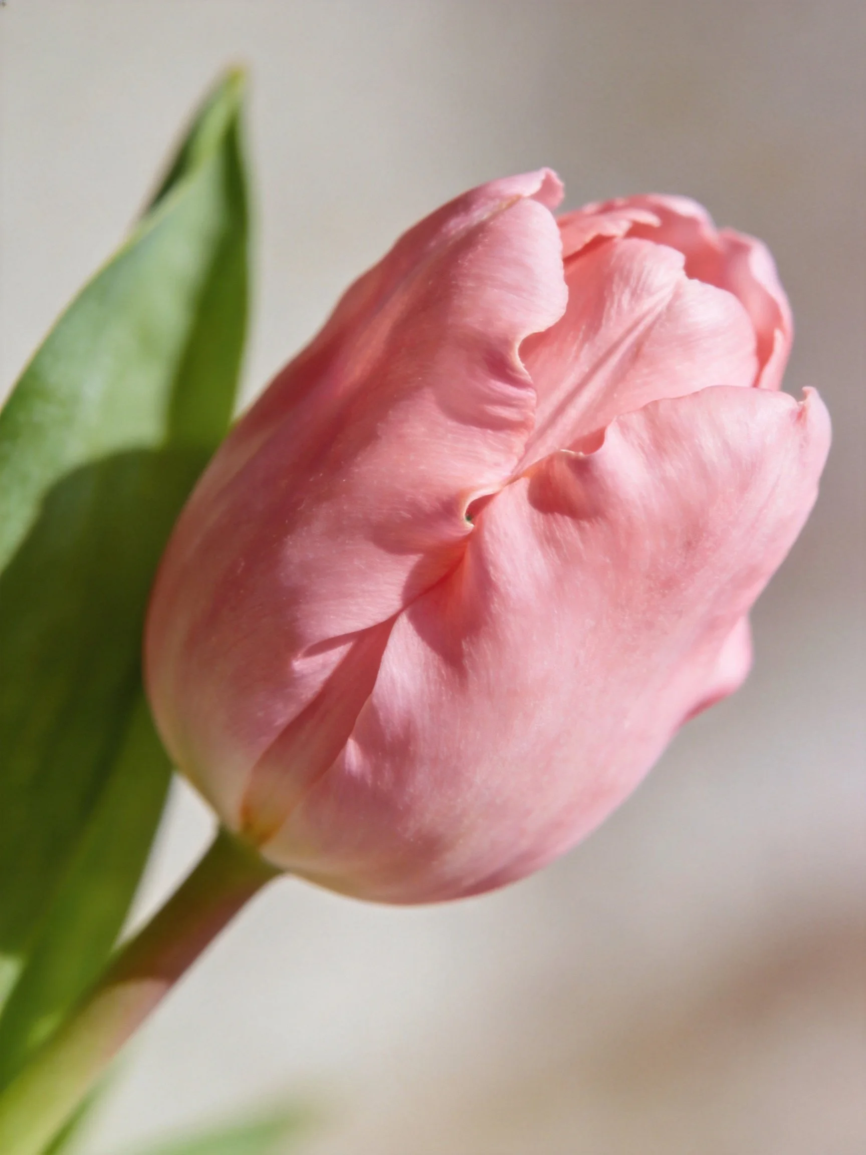 A delicate pink tulip bud with vibrant green leaves