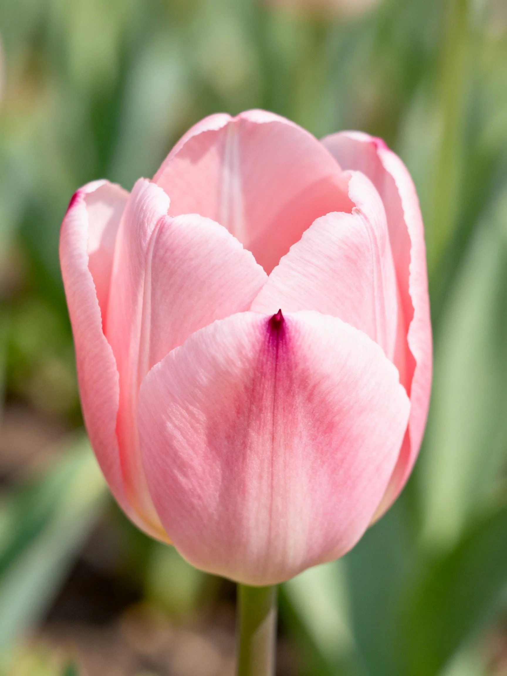 A delicate pink tulip with subtle petal details
