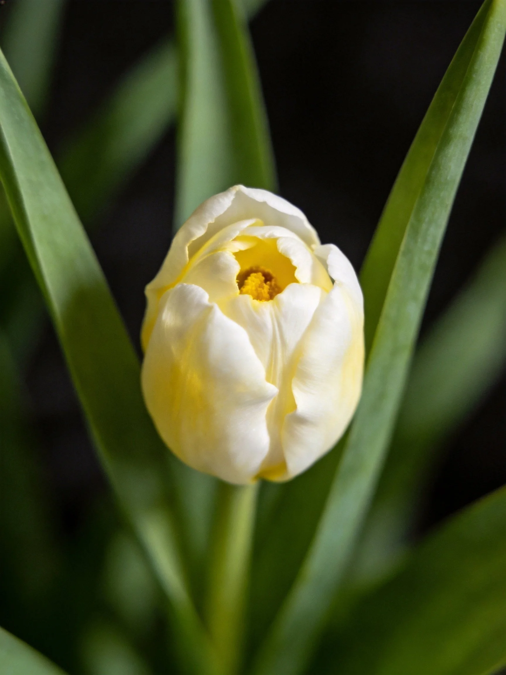 A delicate white and yellow tulip bud among long green leaves