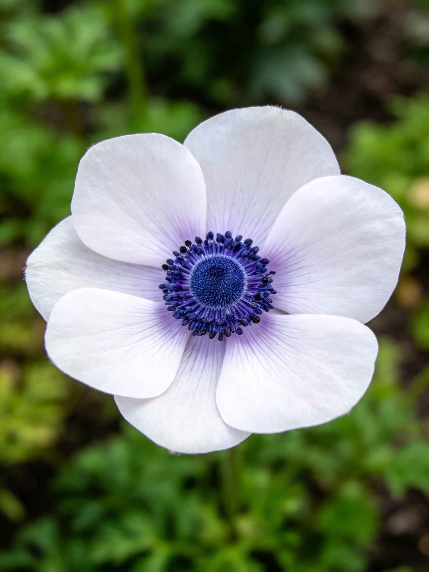 A delicate white anemone with a deep blue - central disk