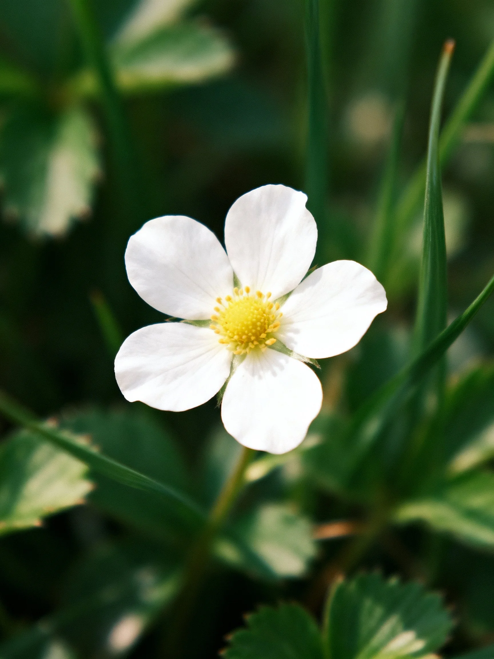 A delicate white five-petaled flower with a yellow center amid green foliage