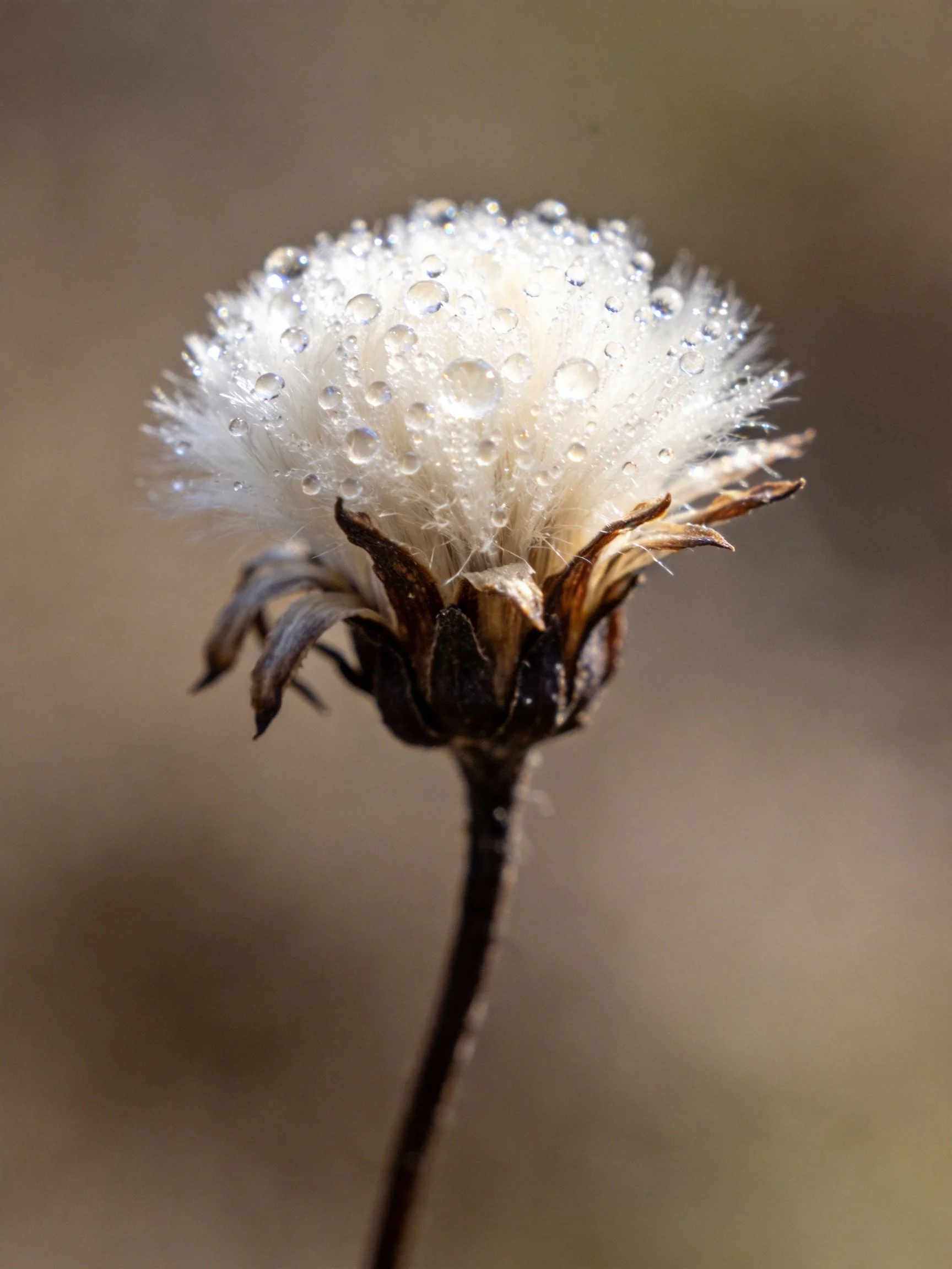 A delicate white flower bud with glistening dewdrops