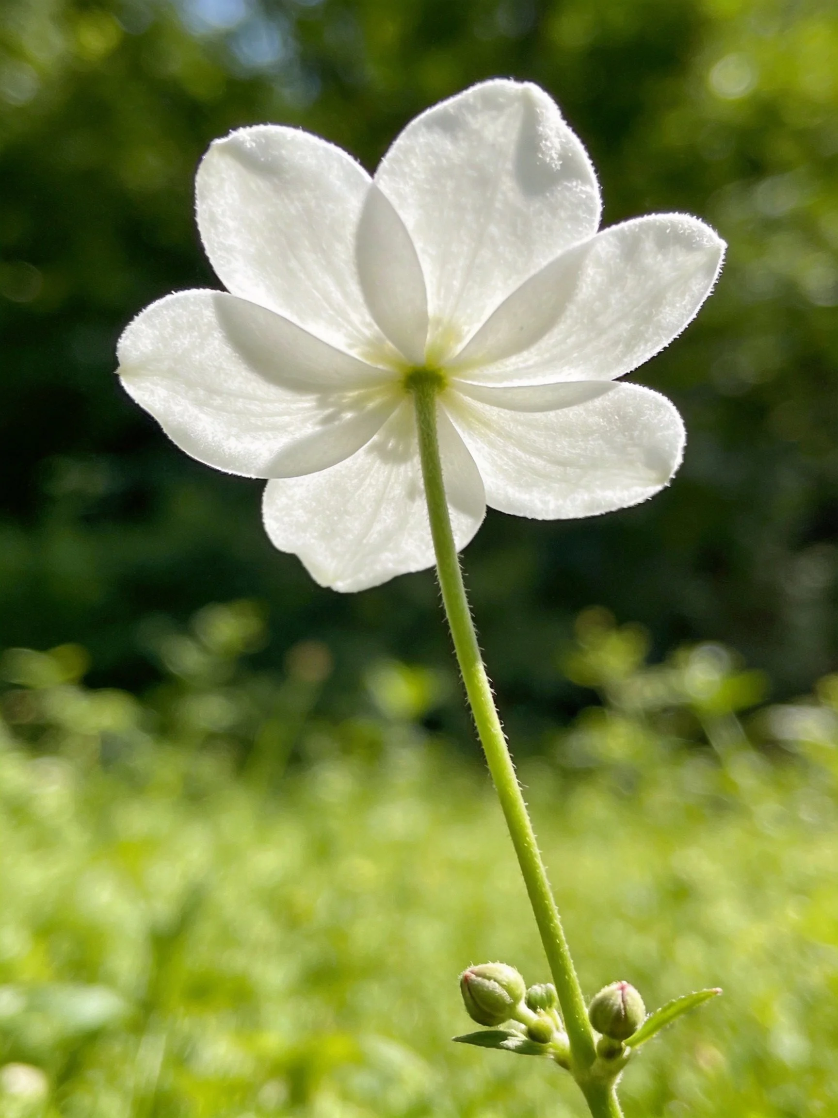 A delicate white flower with green stem and buds