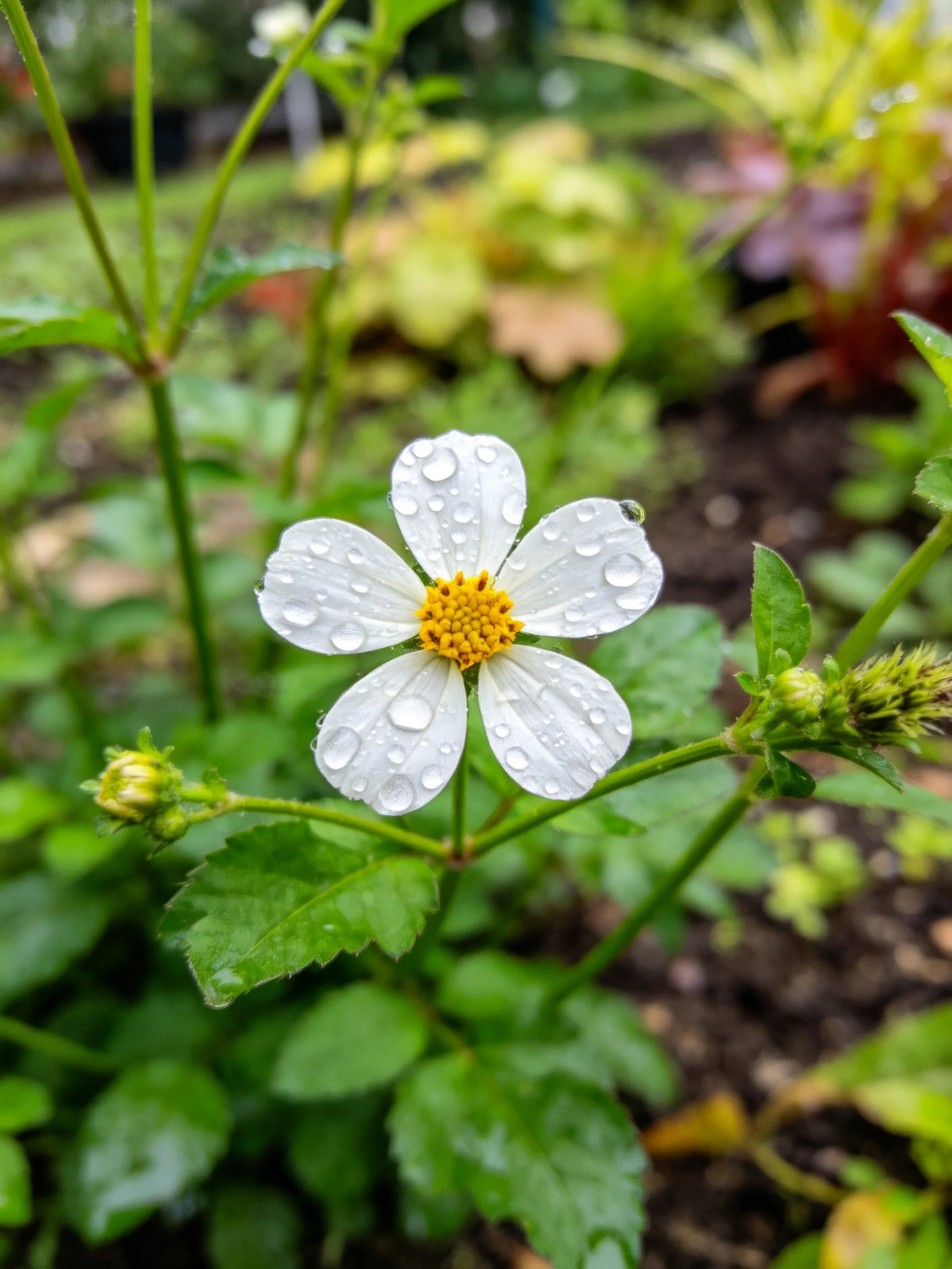 A delicate white flower with water droplets amid green foliage