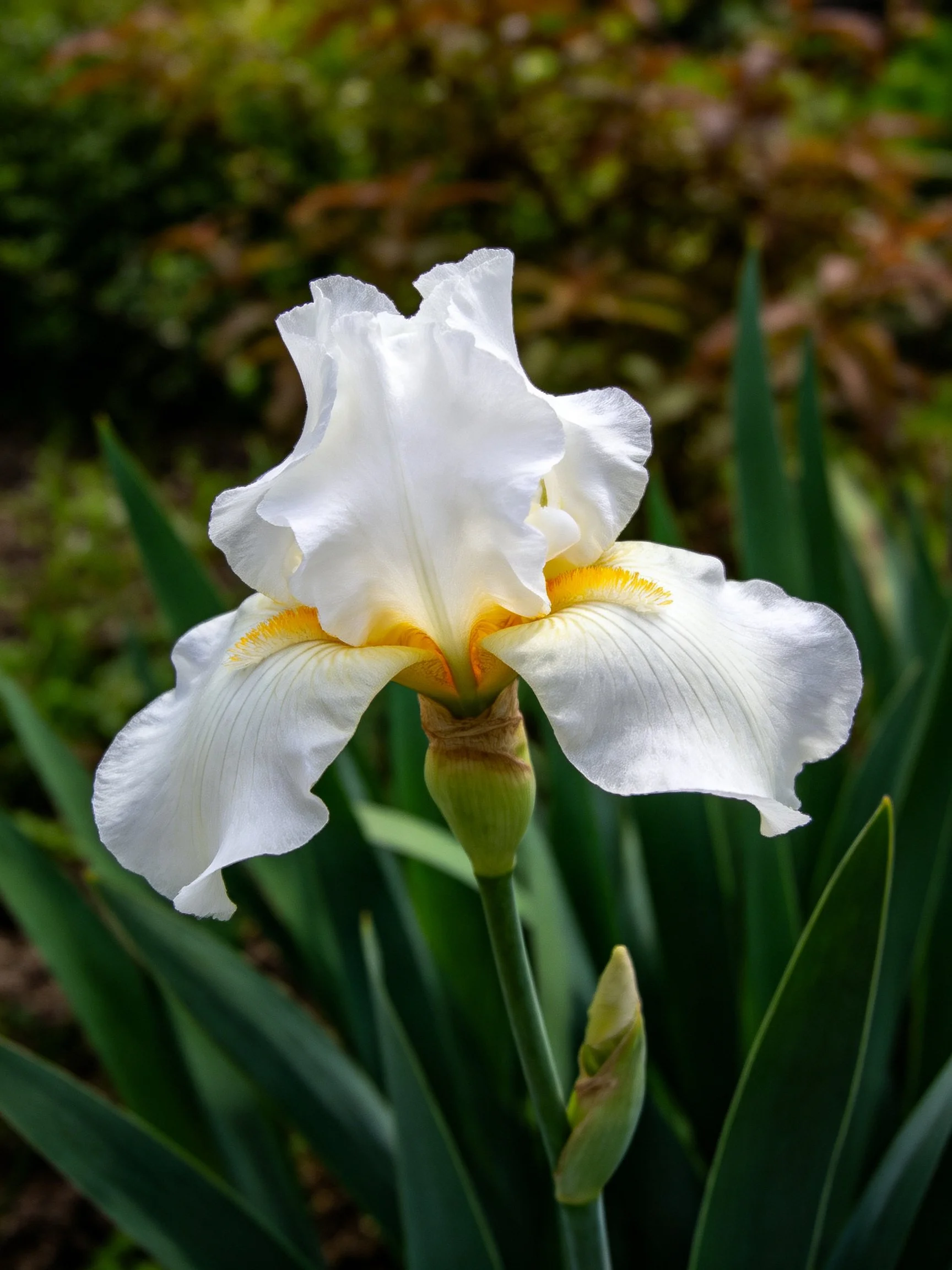 A delicate white iris with golden centers amidst lush greenery