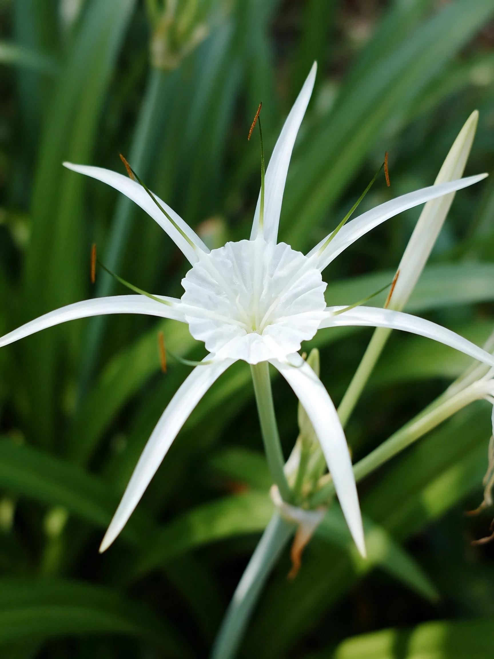A delicate white spider lily with long slender petals