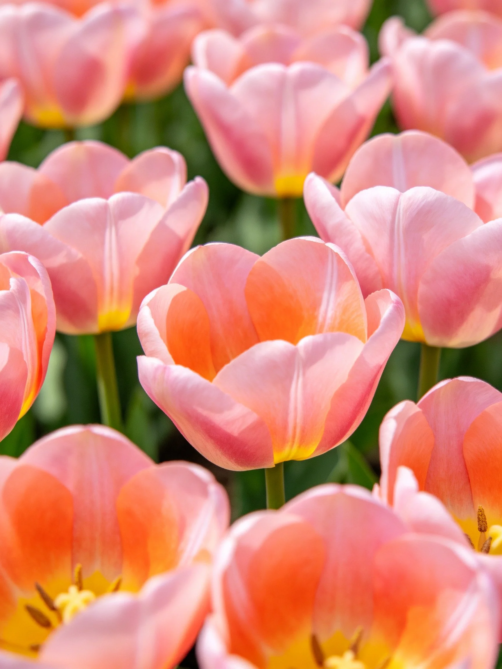 A dense arrangement of pastel pink tulips with orange-yellow accents