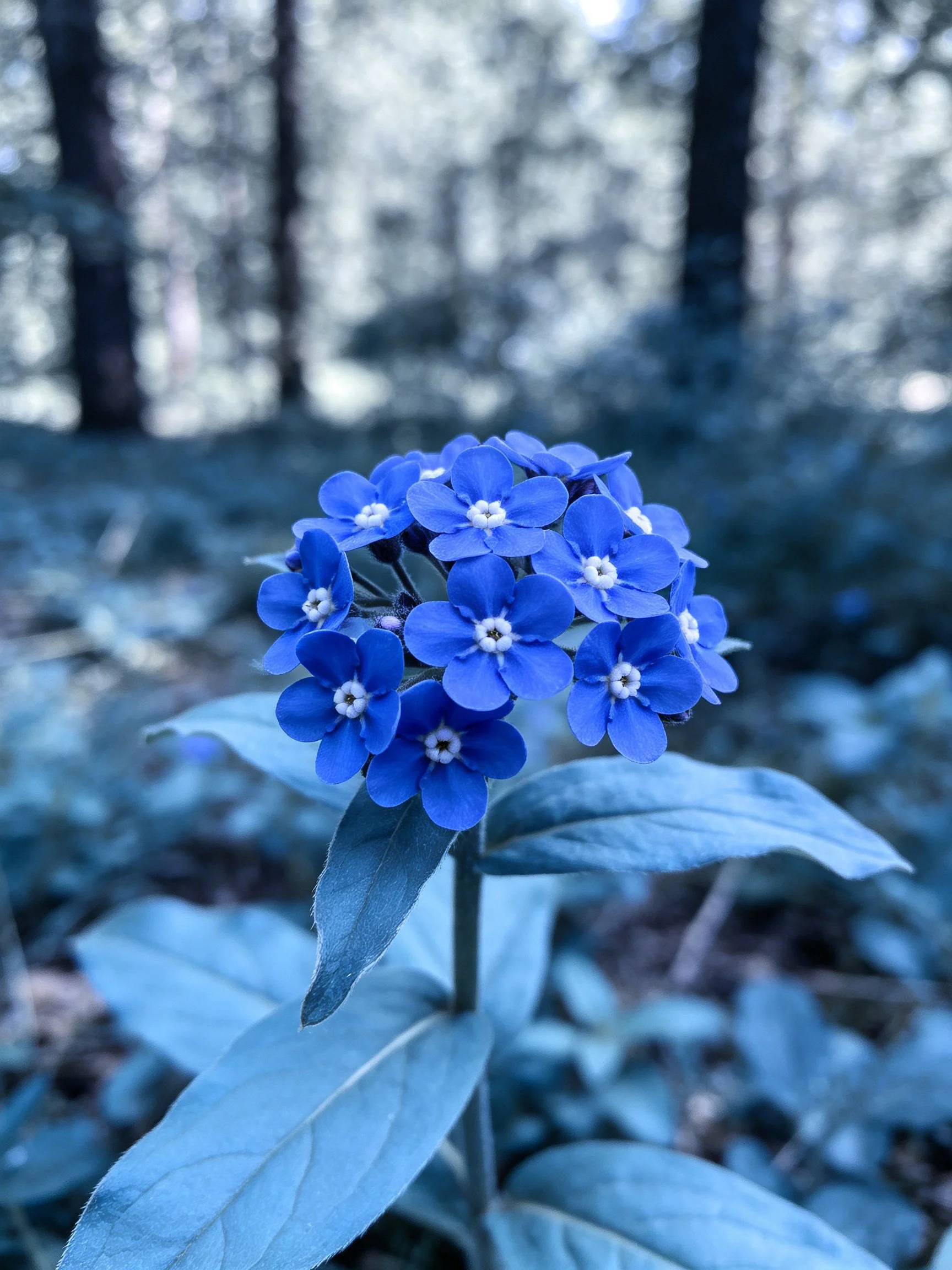 A dense cluster of bright blue flowers in a misty forest