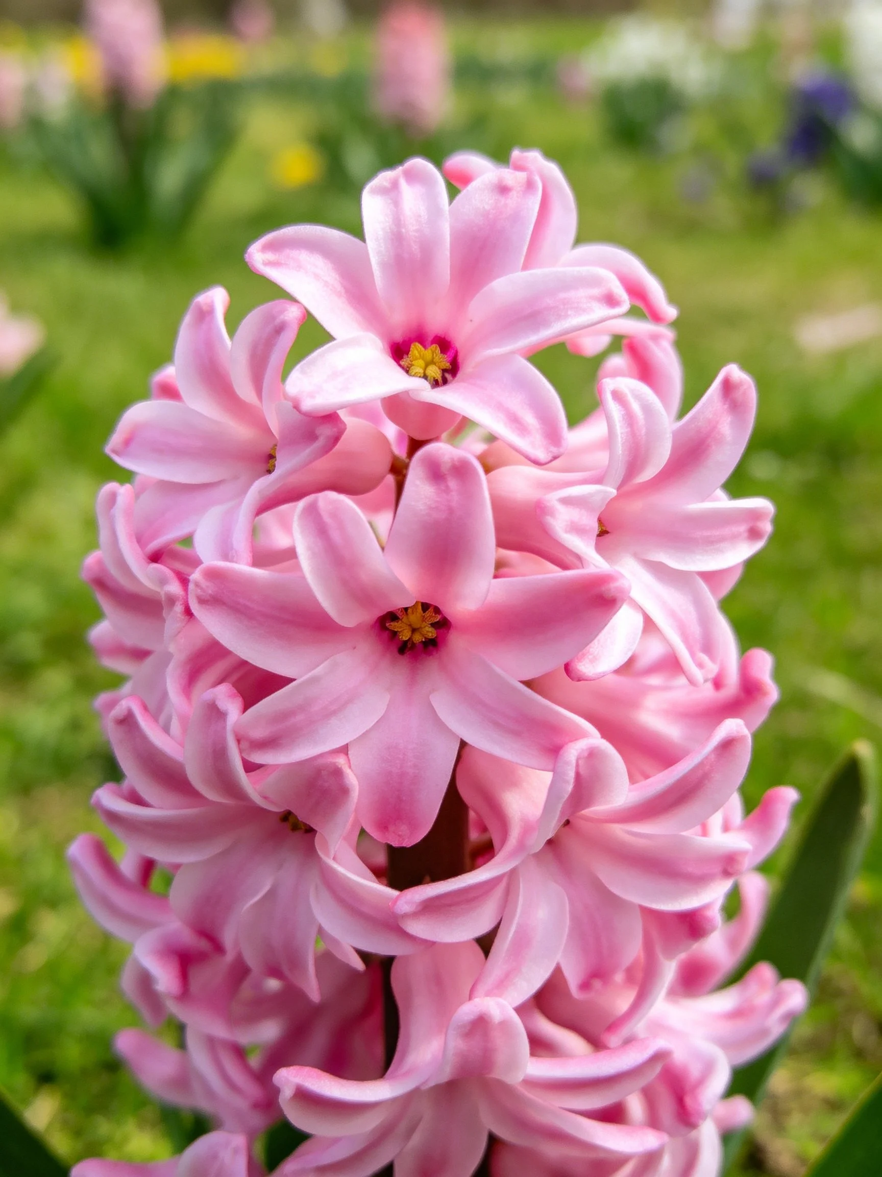 A dense cluster of pink hyacinth flowers in a lush green garden
