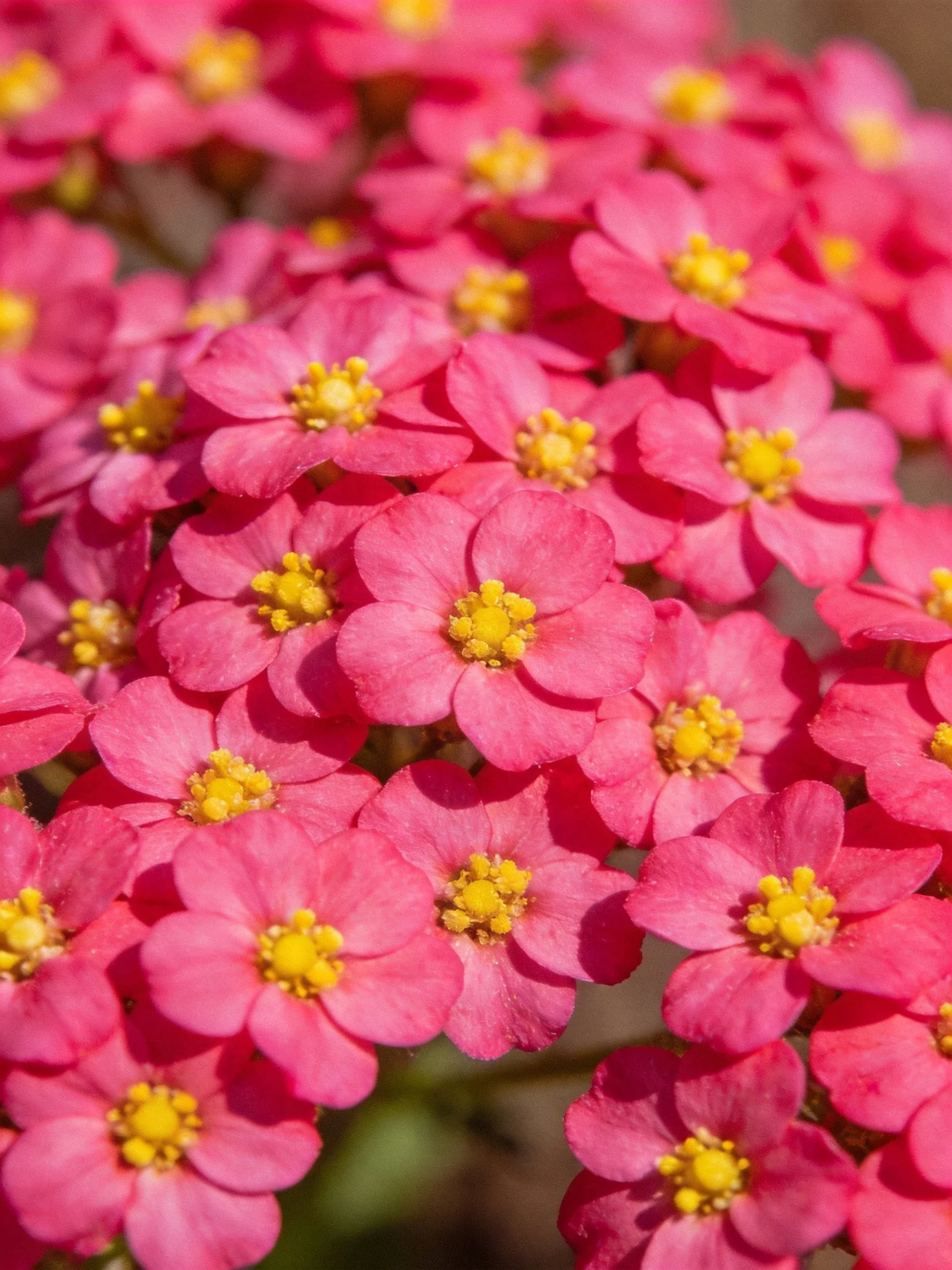 A dense cluster of vibrant pink flowers with bright yellow centers