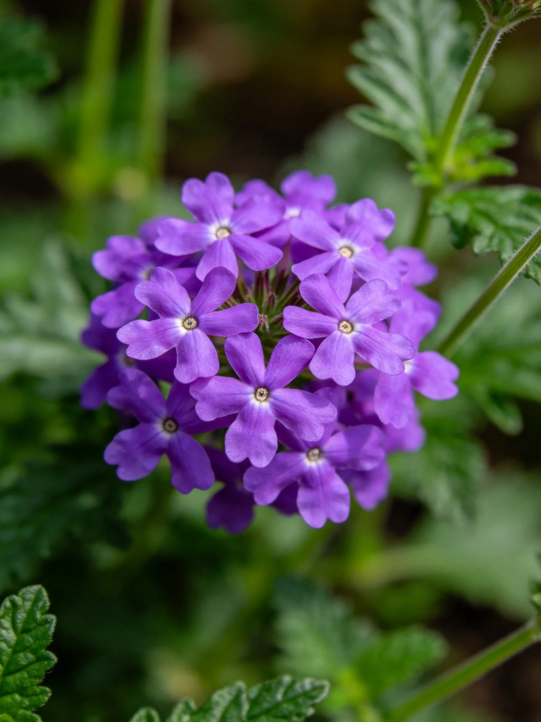 A dense cluster of vibrant purple flowers with green foliage