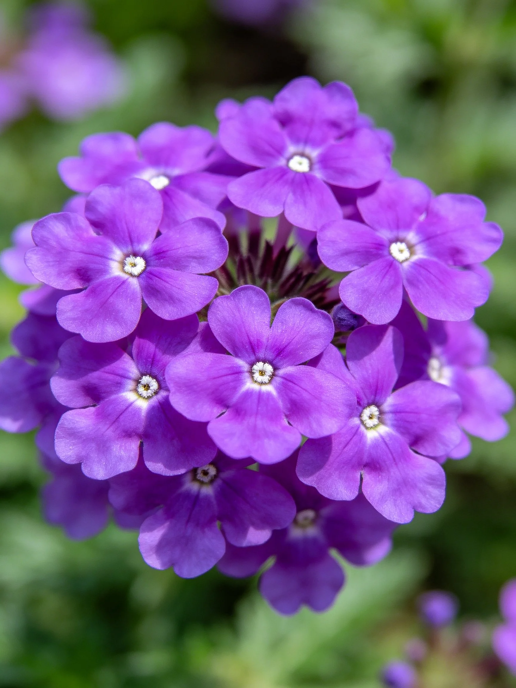 A dense cluster of vibrant purple flowers with white centers