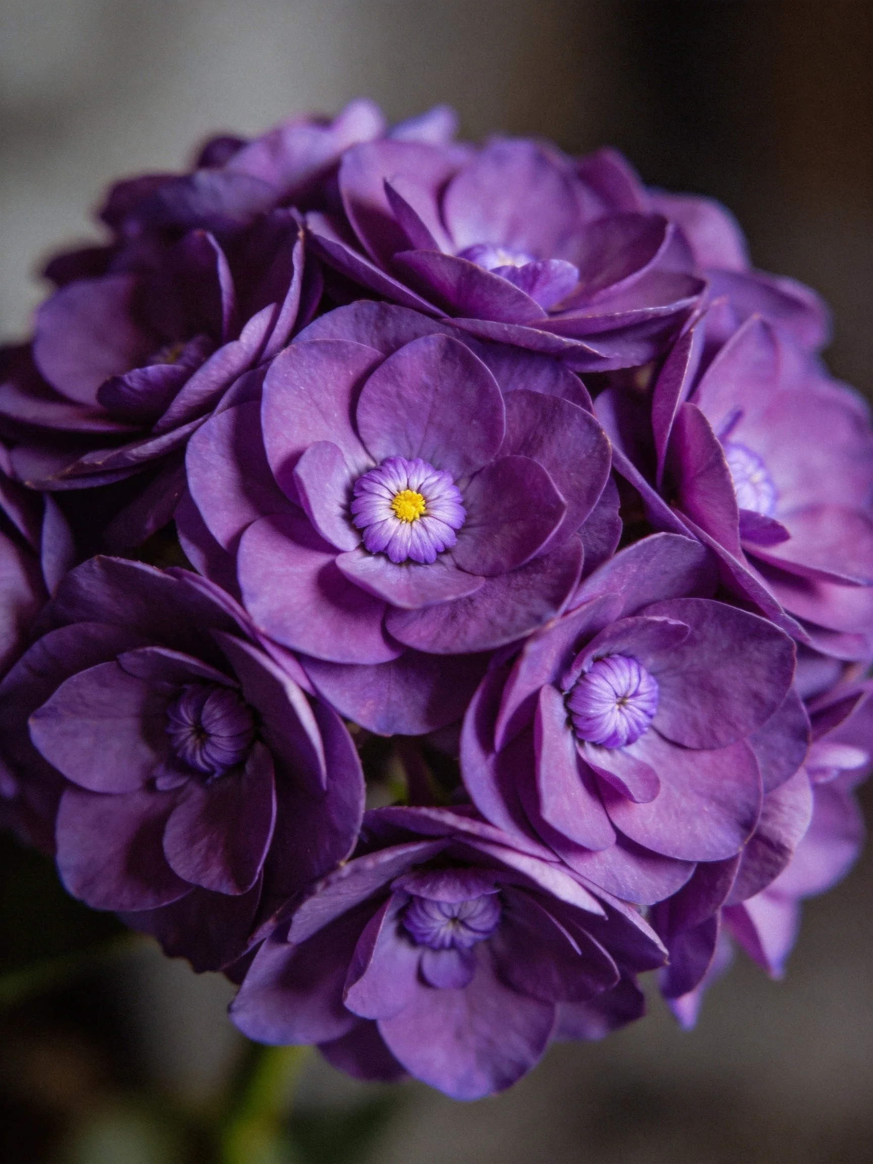 A dense cluster of vibrant purple hydrangeas with yellow centers
