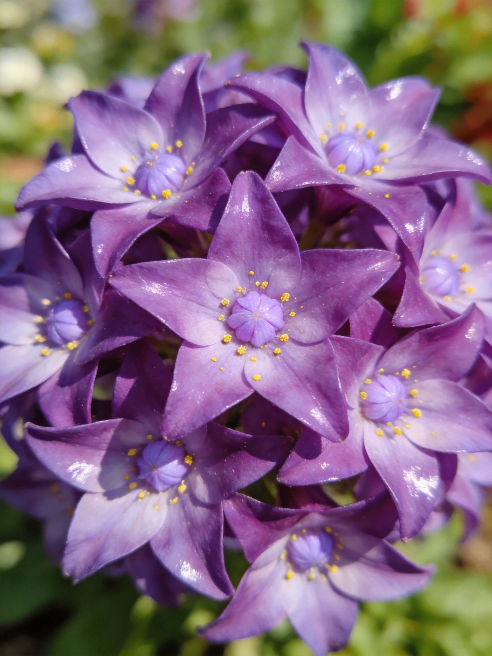 A dense cluster of vibrant purple star - shaped flowers with yellow centers