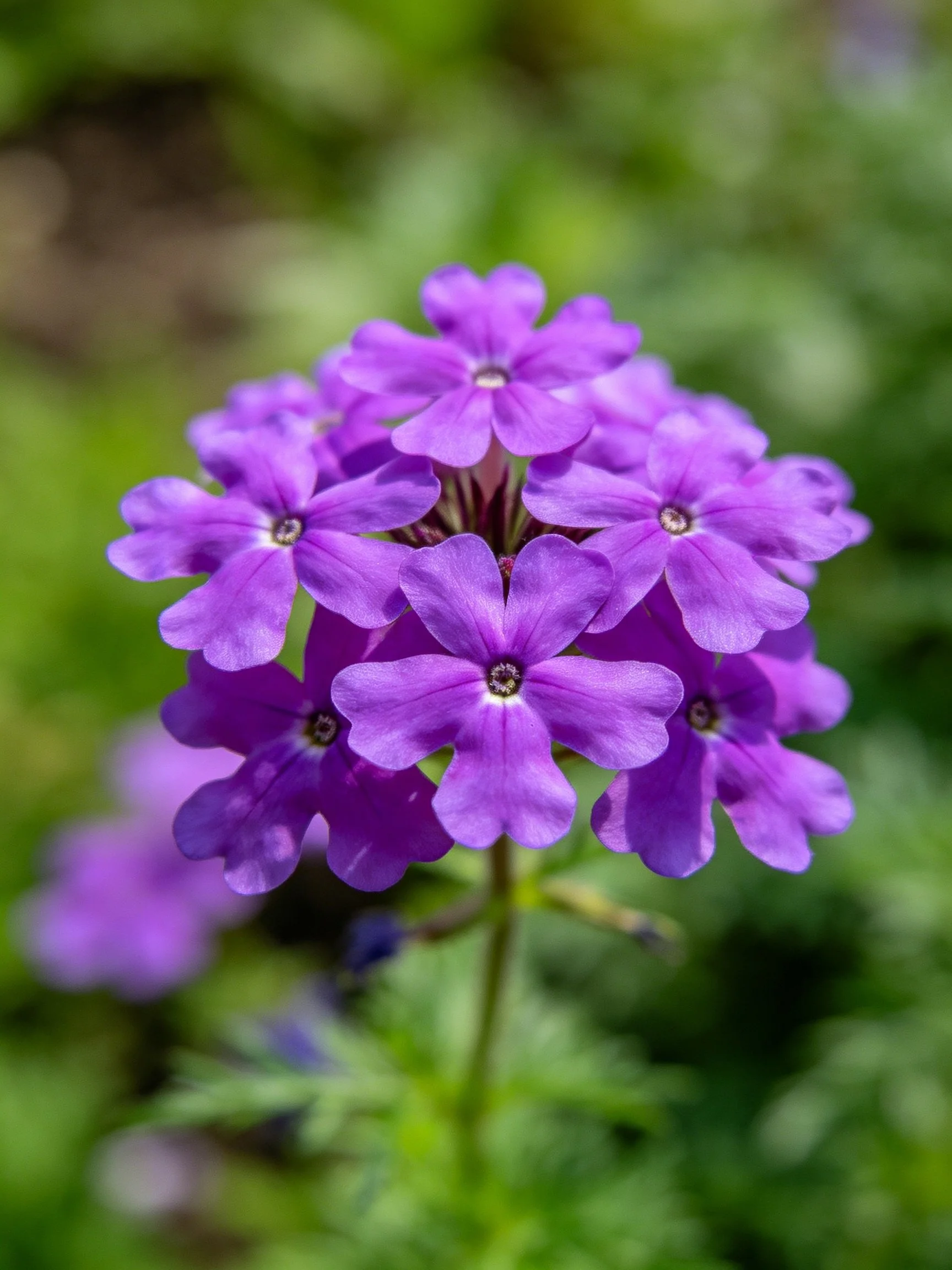 A dense cluster of vibrant purple verbena flowers