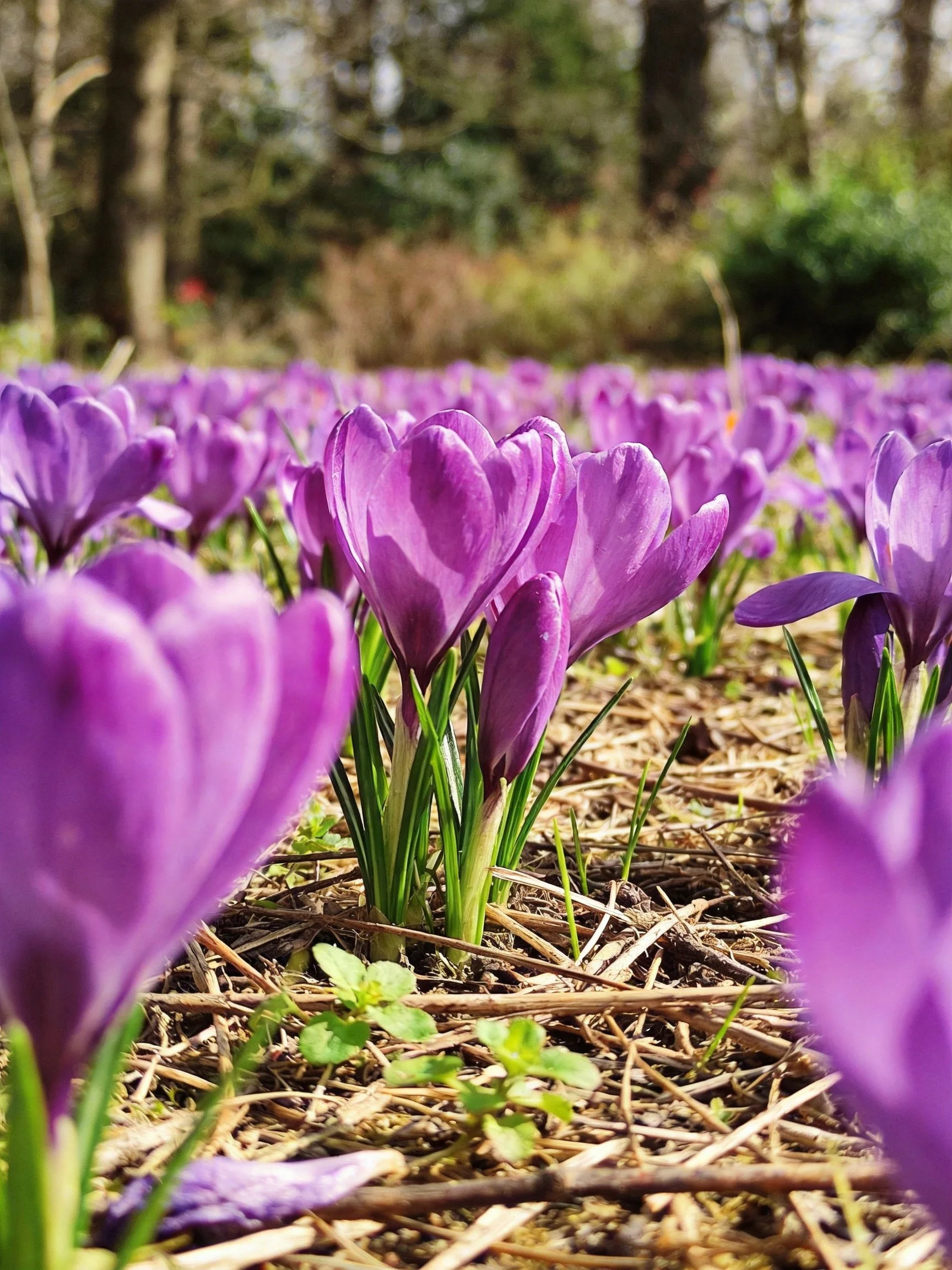 A dense field of vibrant purple crocus flowers in a sunlit natural setting