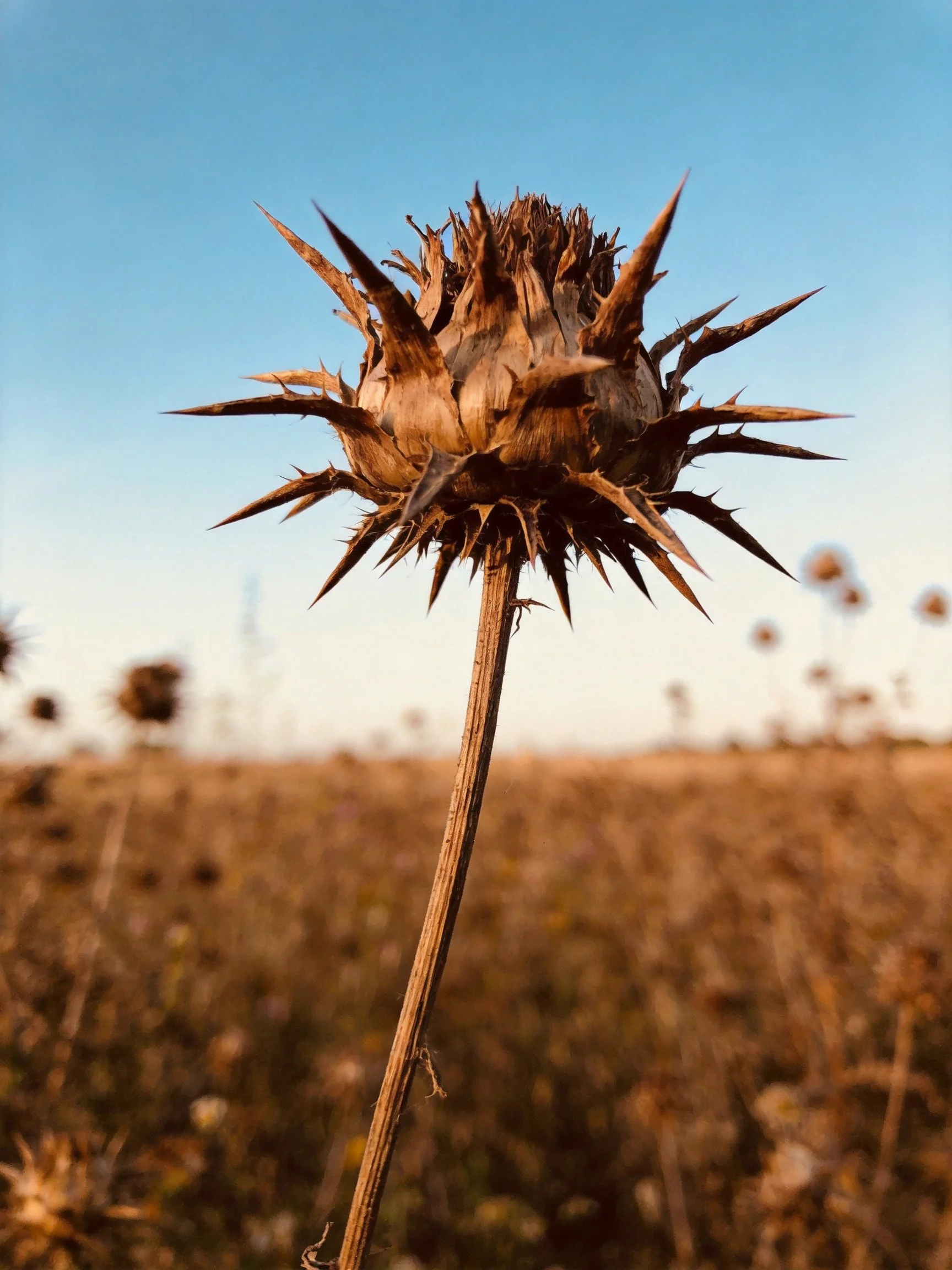 A dried, spiky brown flower head in an open field