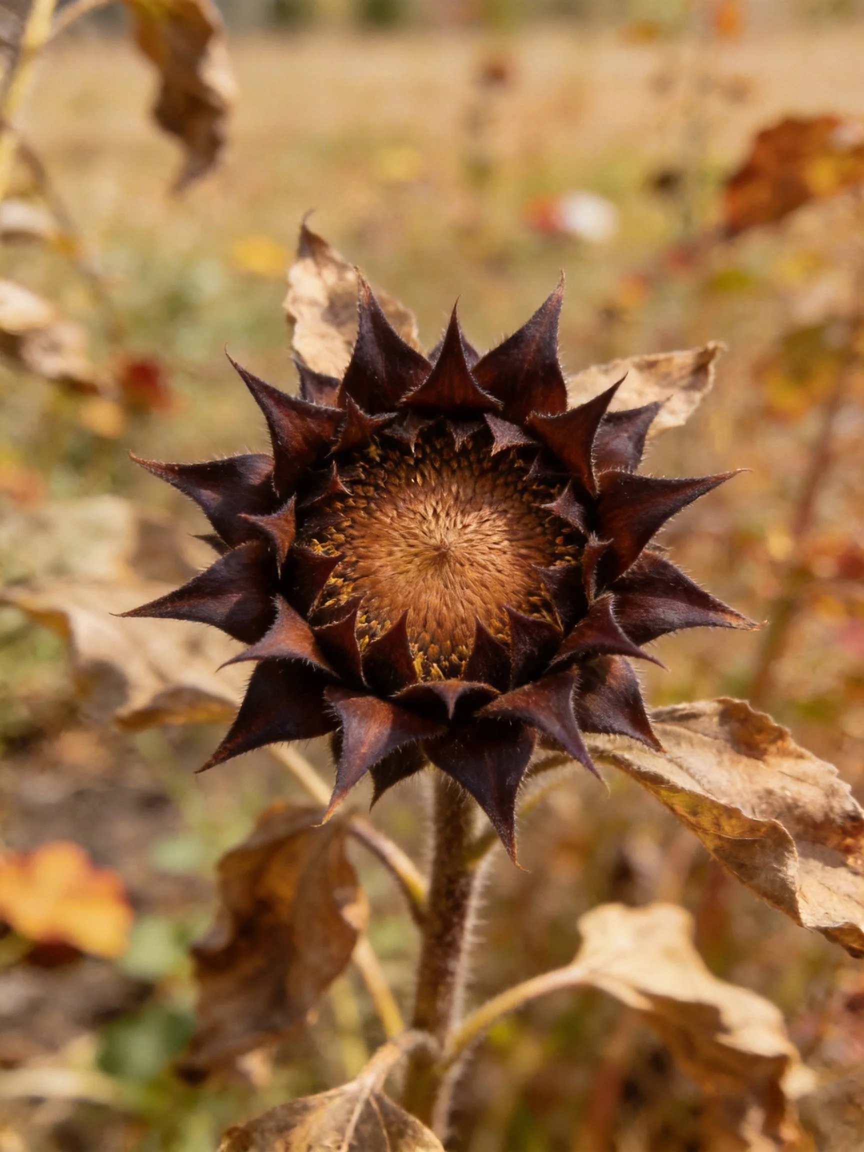 A dried sunflower with dark brown petals amid wilted autumn leaves